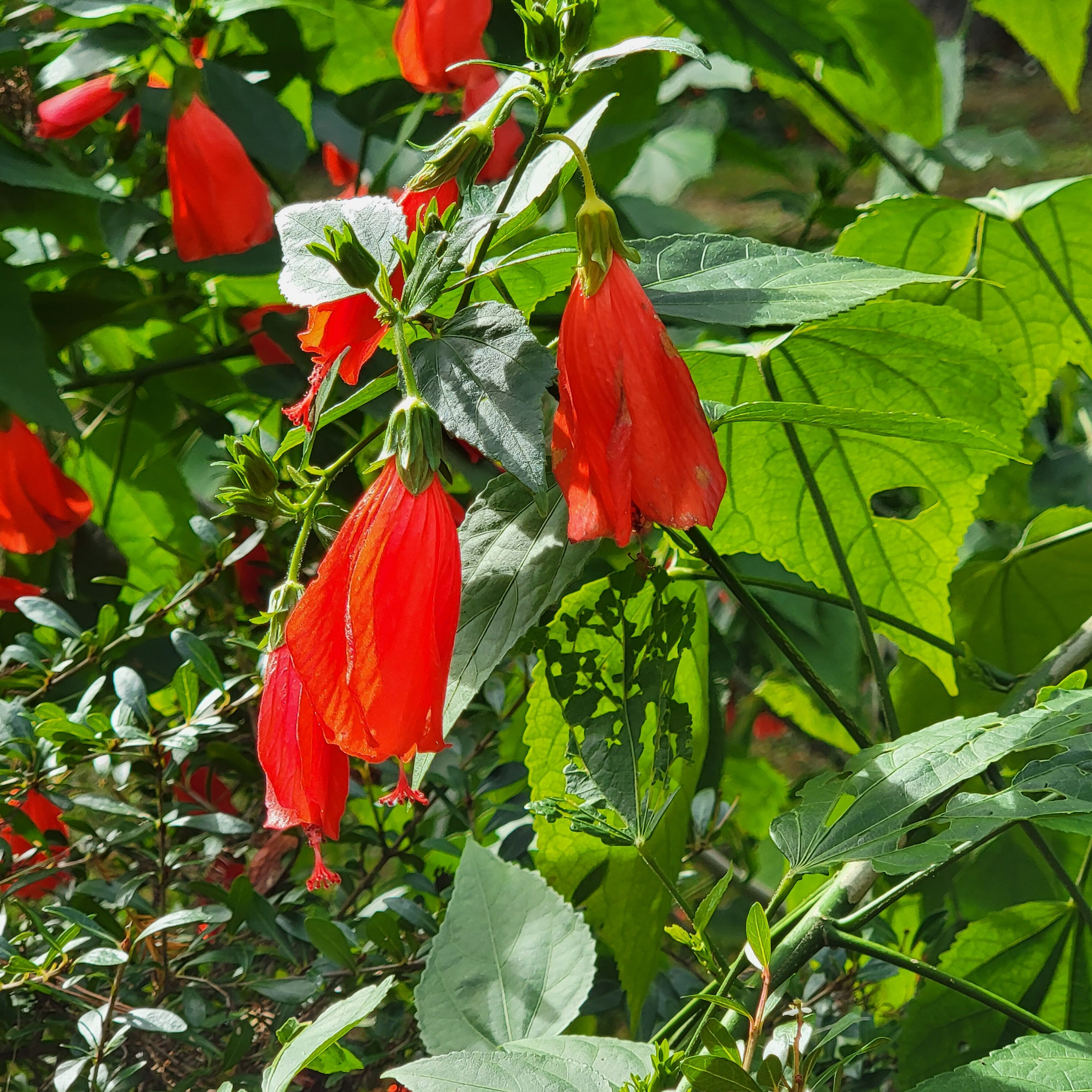 The flowers of Blue Springs State Park in Florida