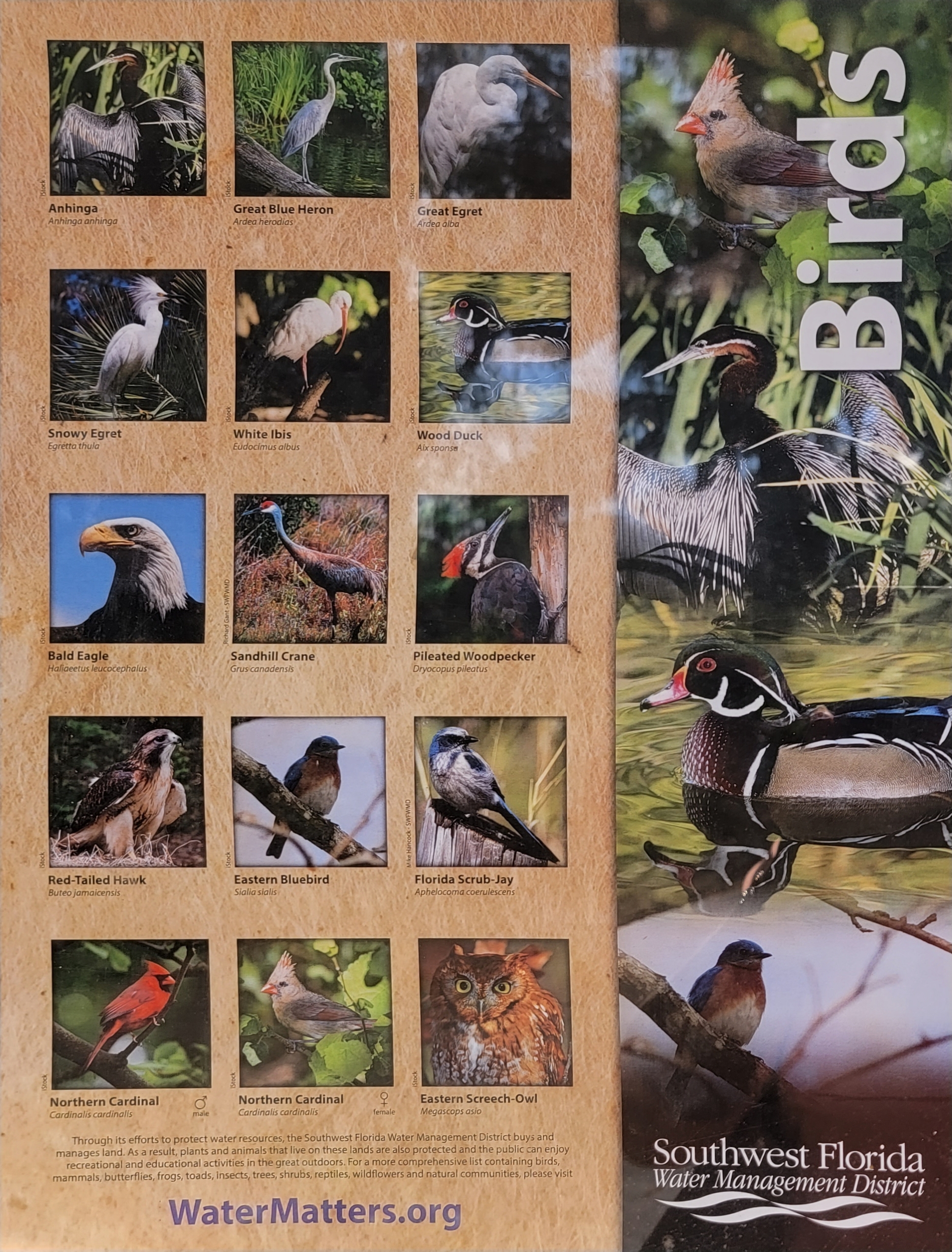 The many birds of Florida signage in Blue Springs state park