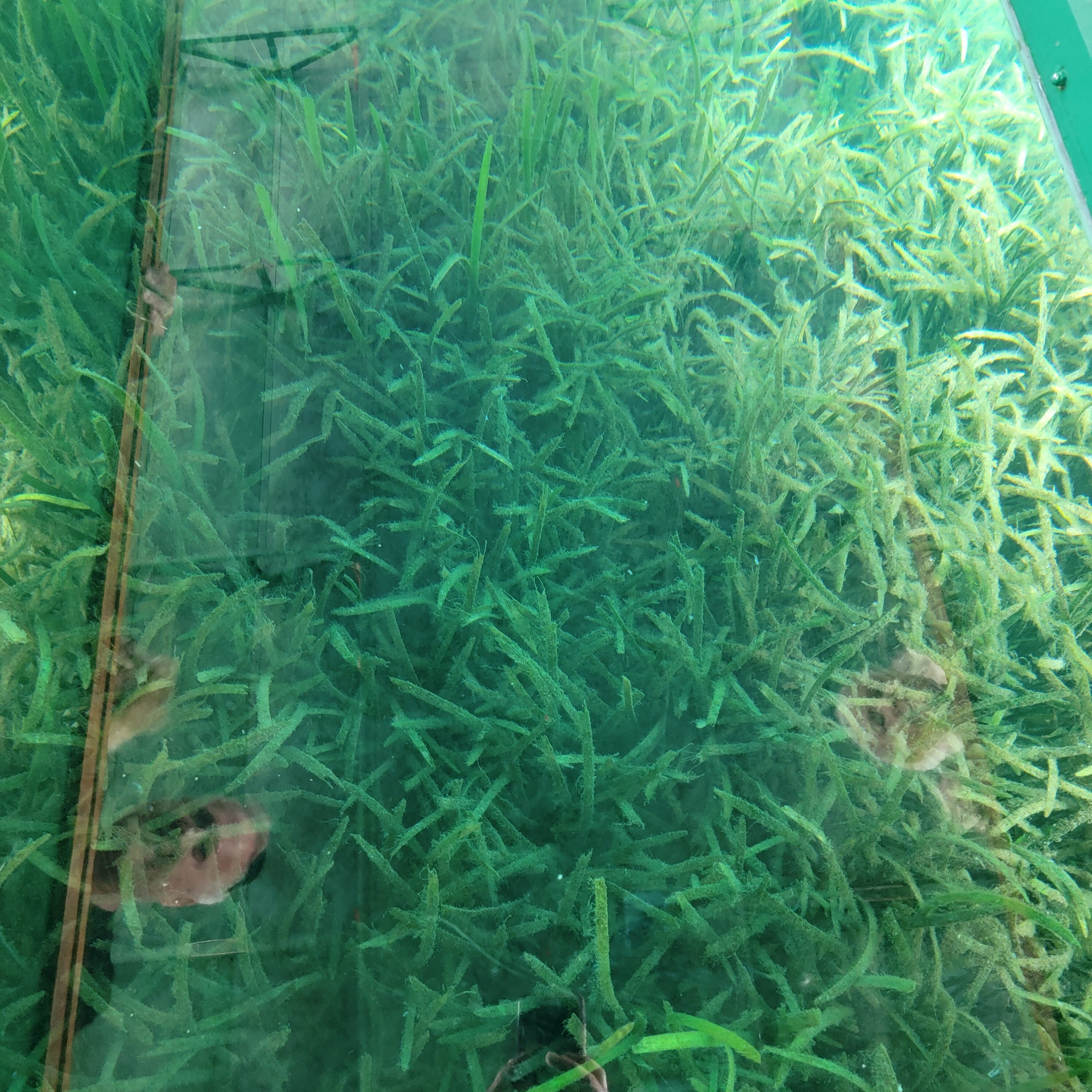 Sea grass view from glass bottom boat in Blue Springs state park
