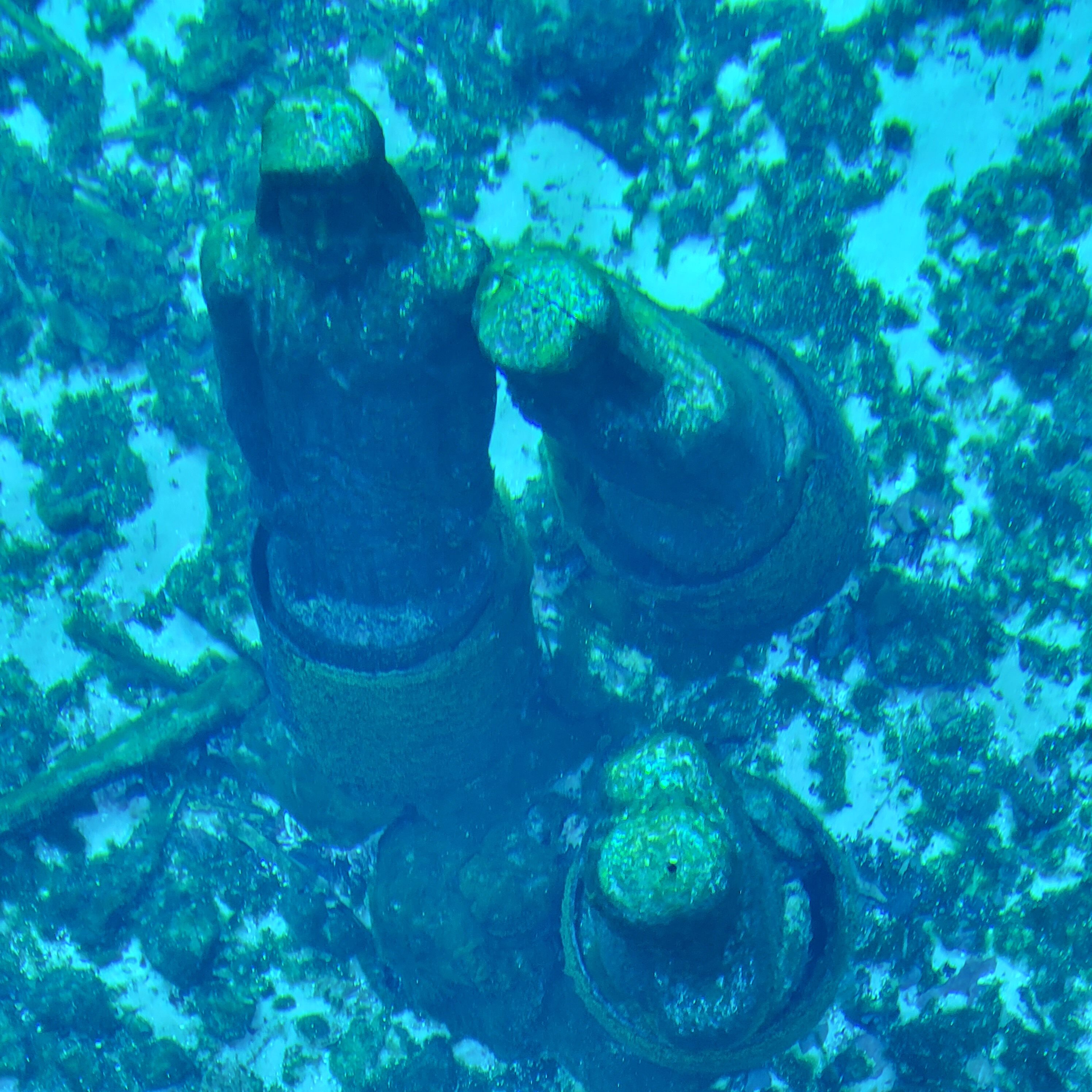 Looks like they are playing chess under water at Blue Spring state park