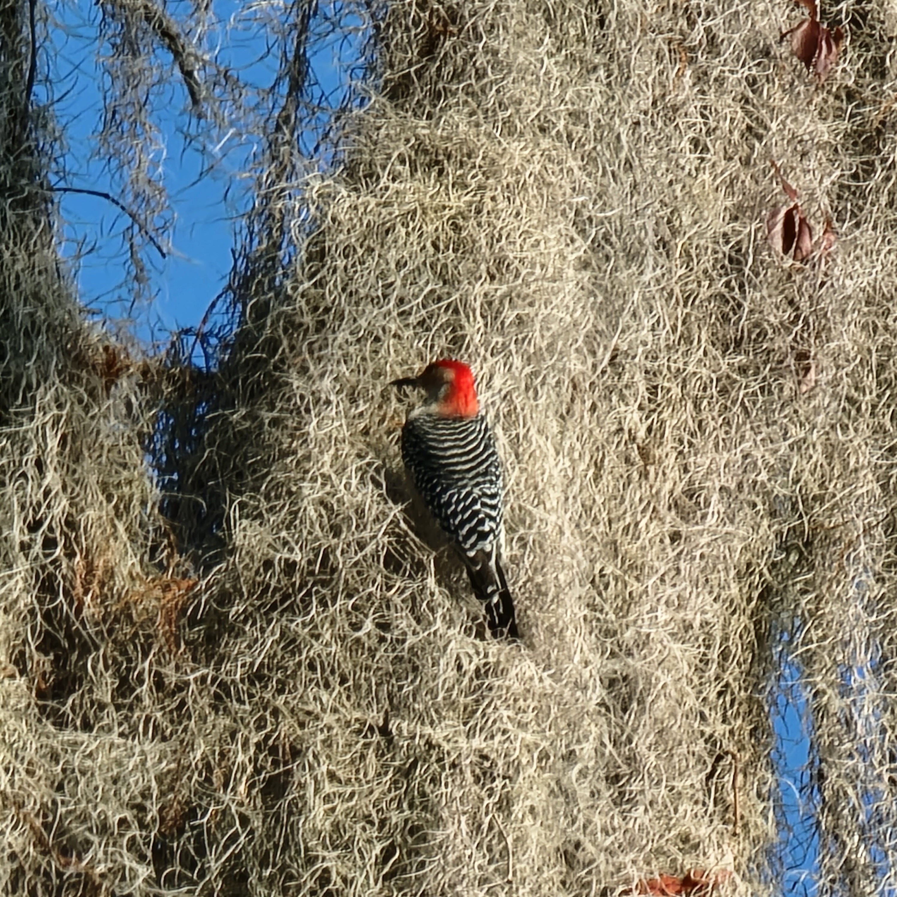 Woodpecker on tree at Orange Lake in Florida