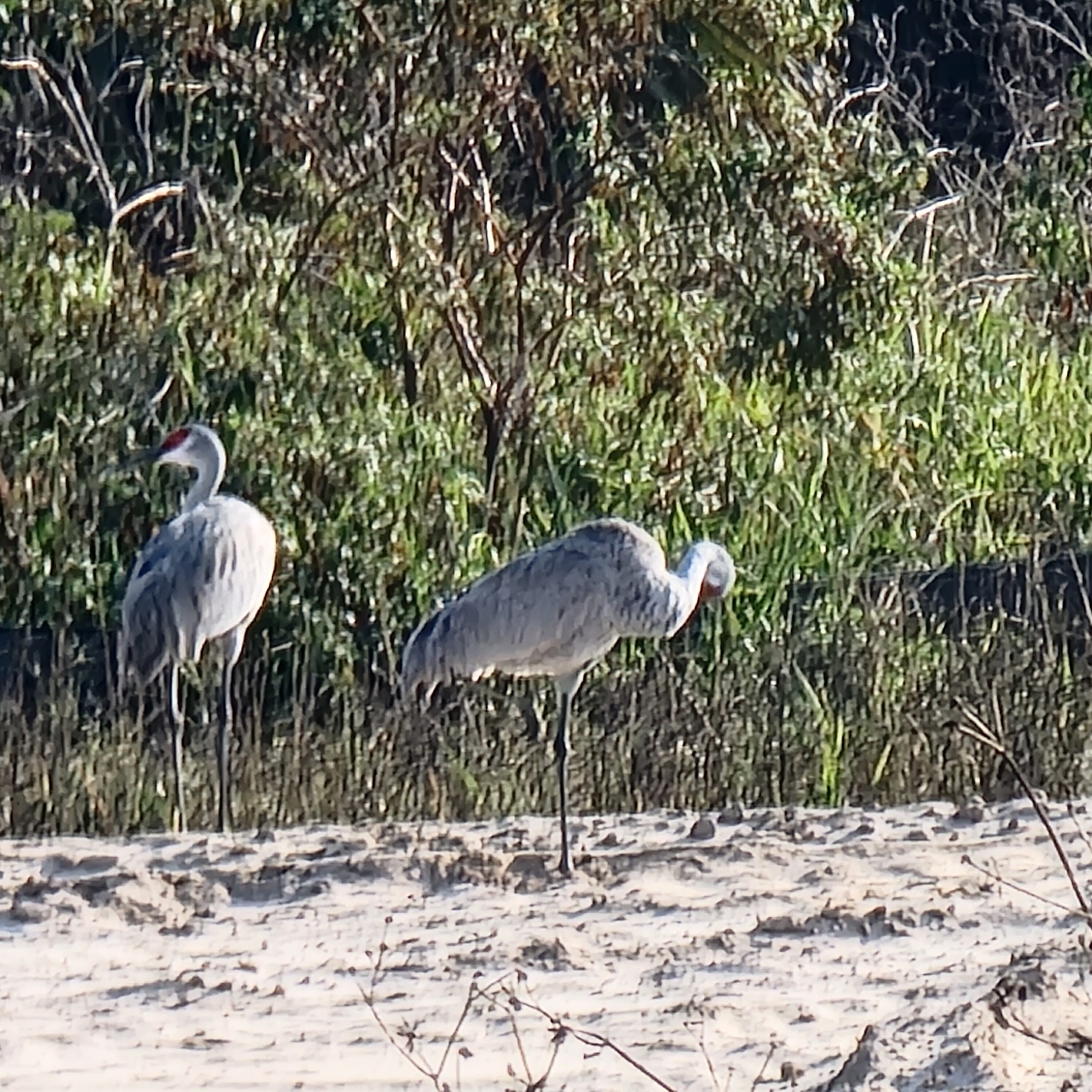 The sandhill cranes of Orange Lake
