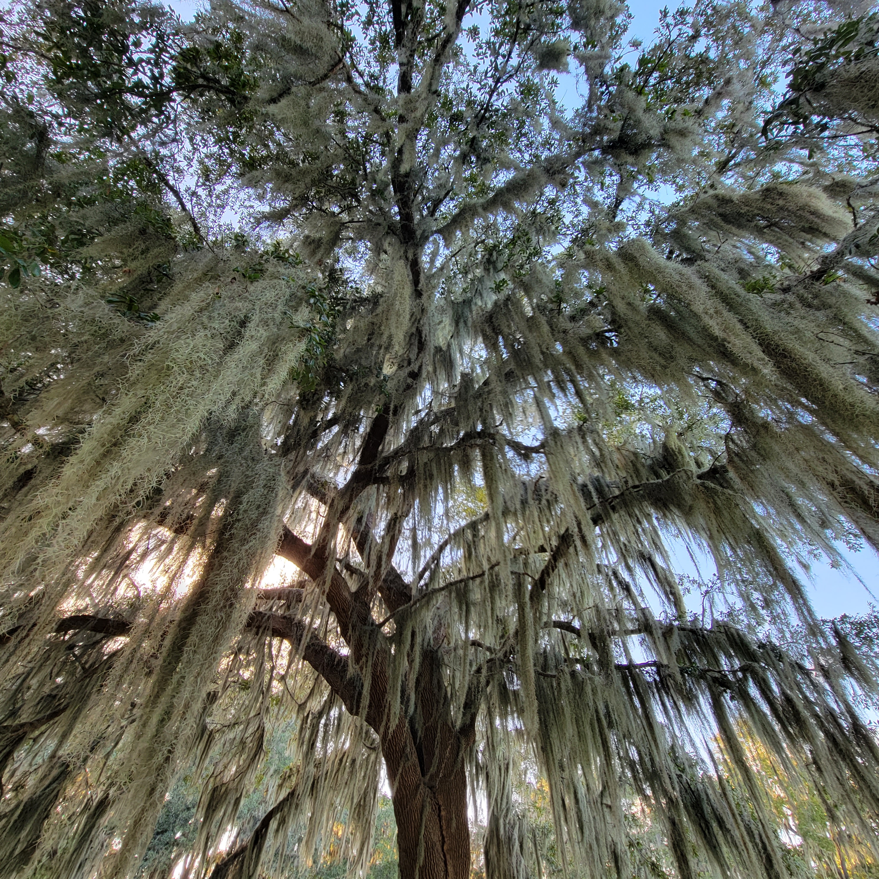 Blue Springs state park