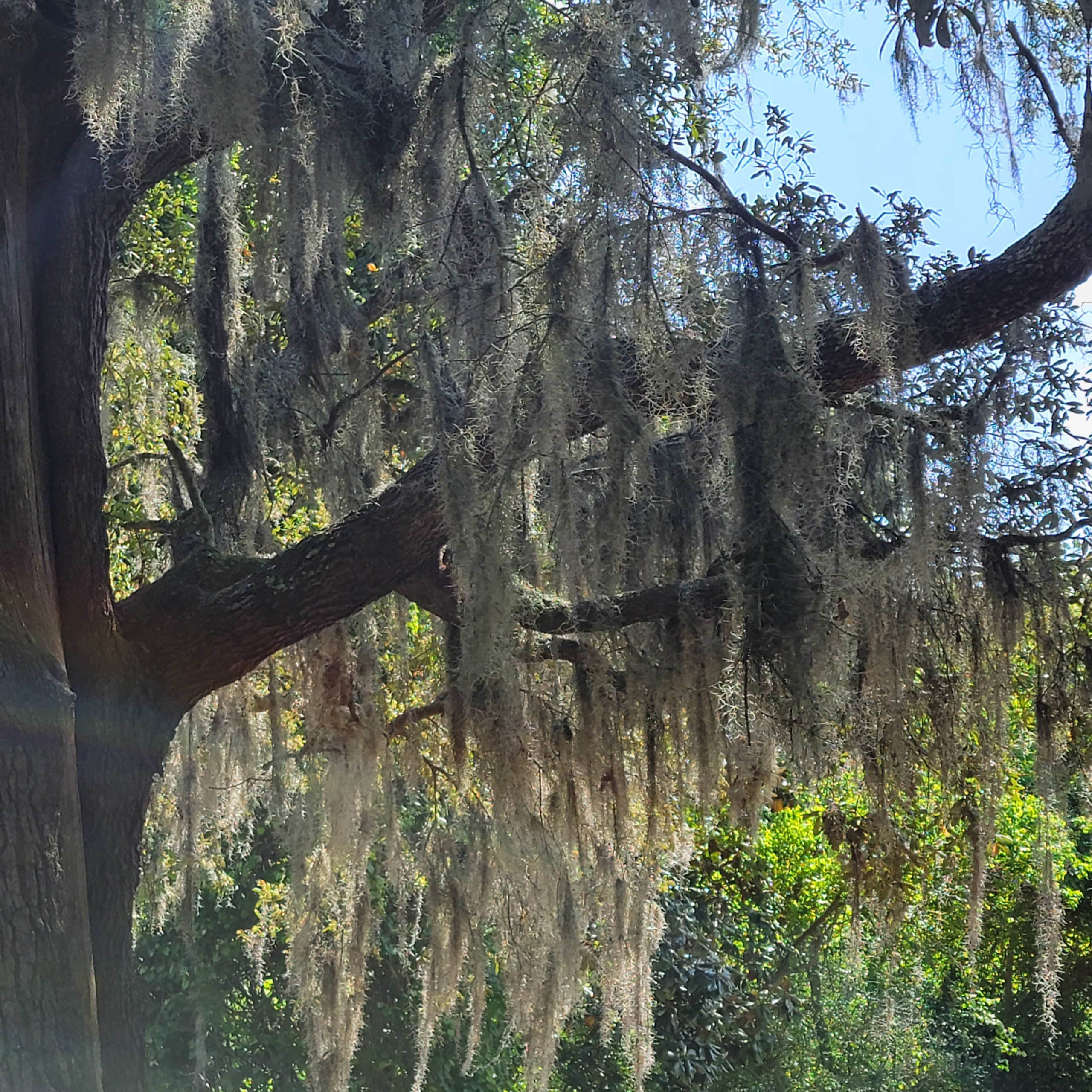 Mississippi's mighty mossy trees