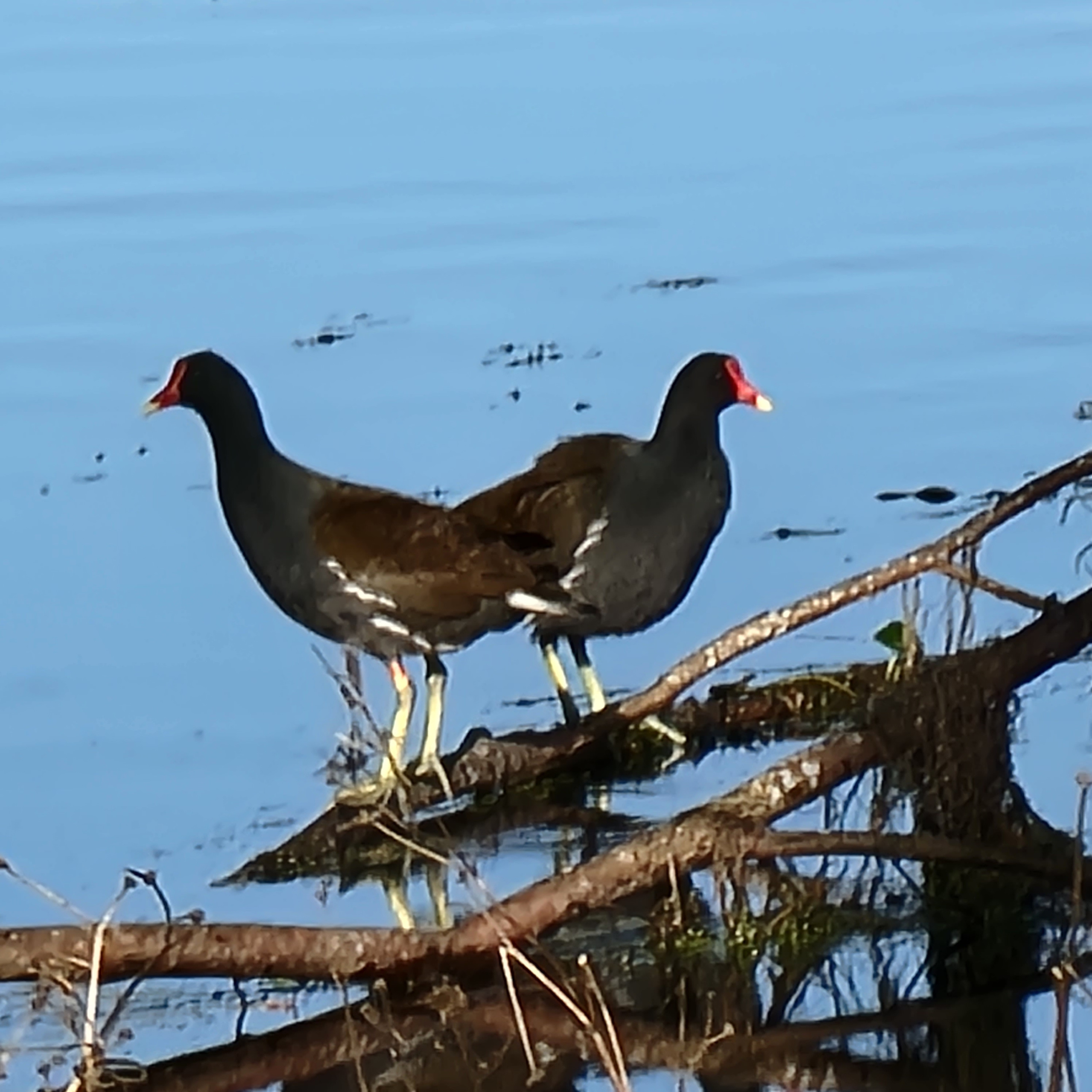 Orange you glad we came to Orange Lake? blog post