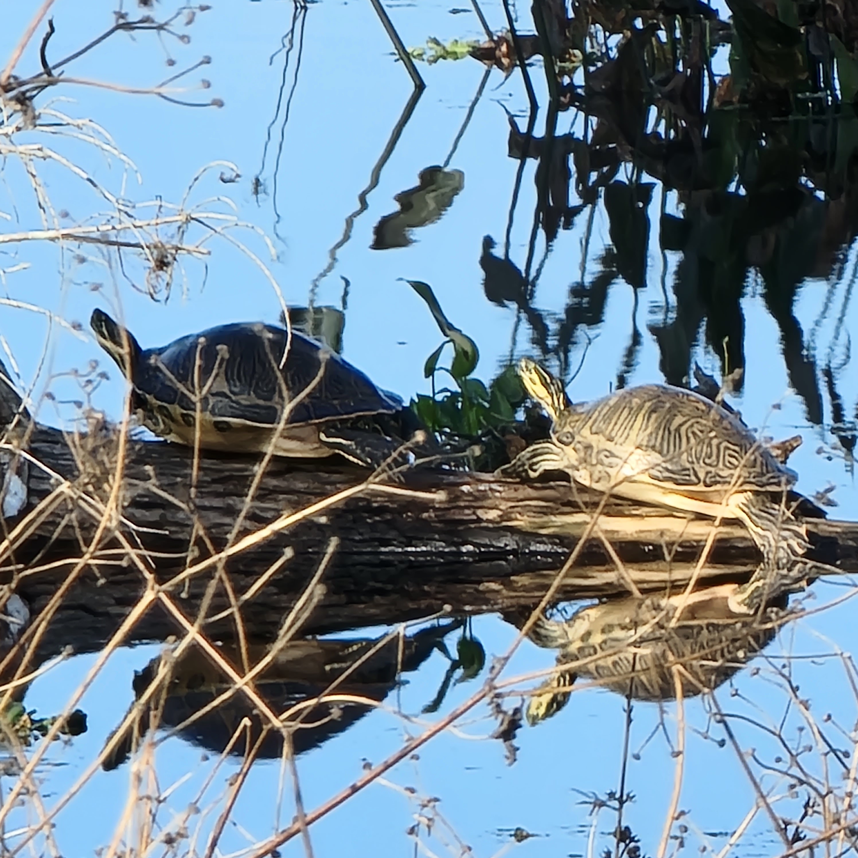 Orange you glad we came to Orange Lake? blog post