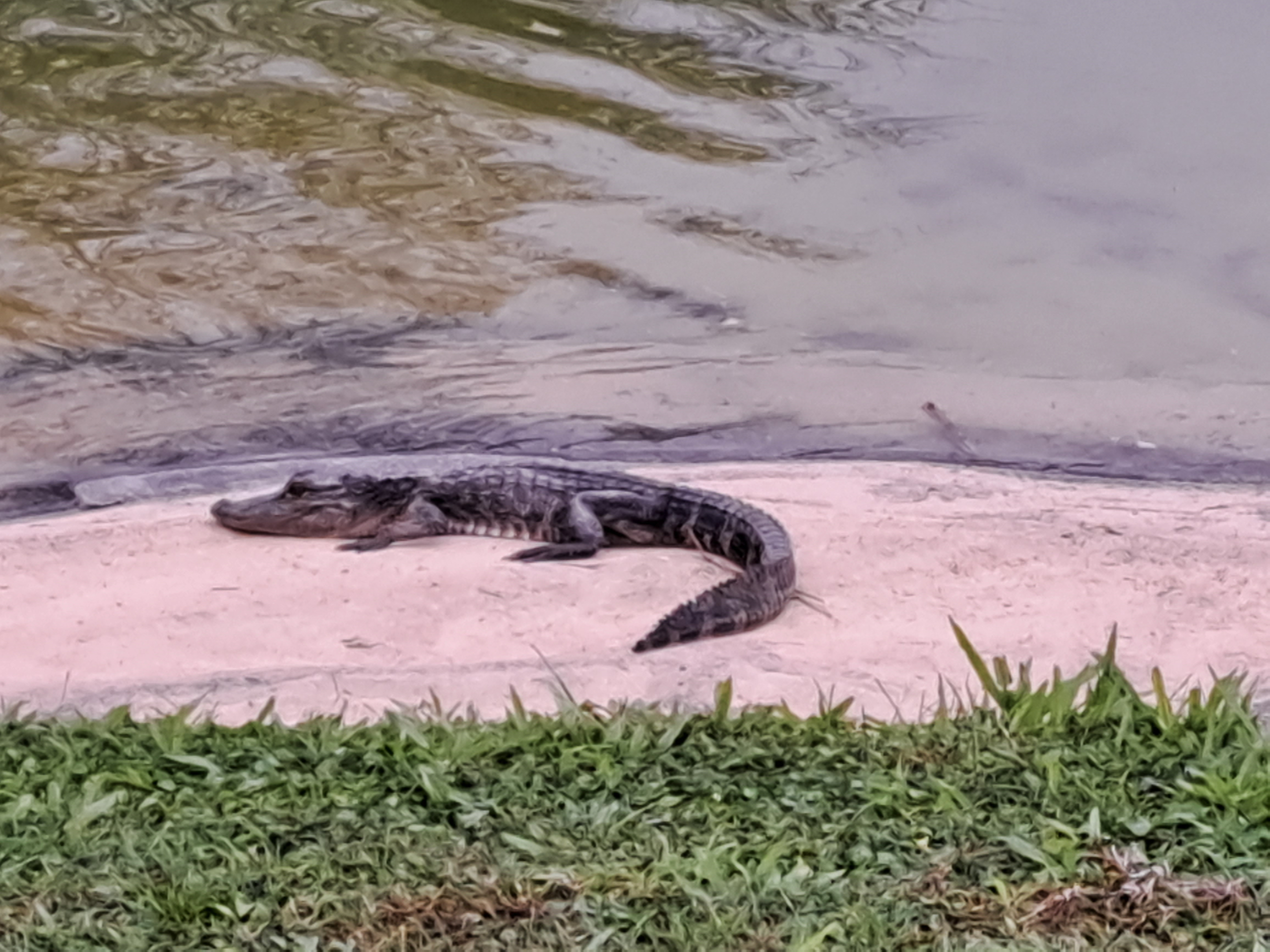 Florida's Orange Lake Wildlife