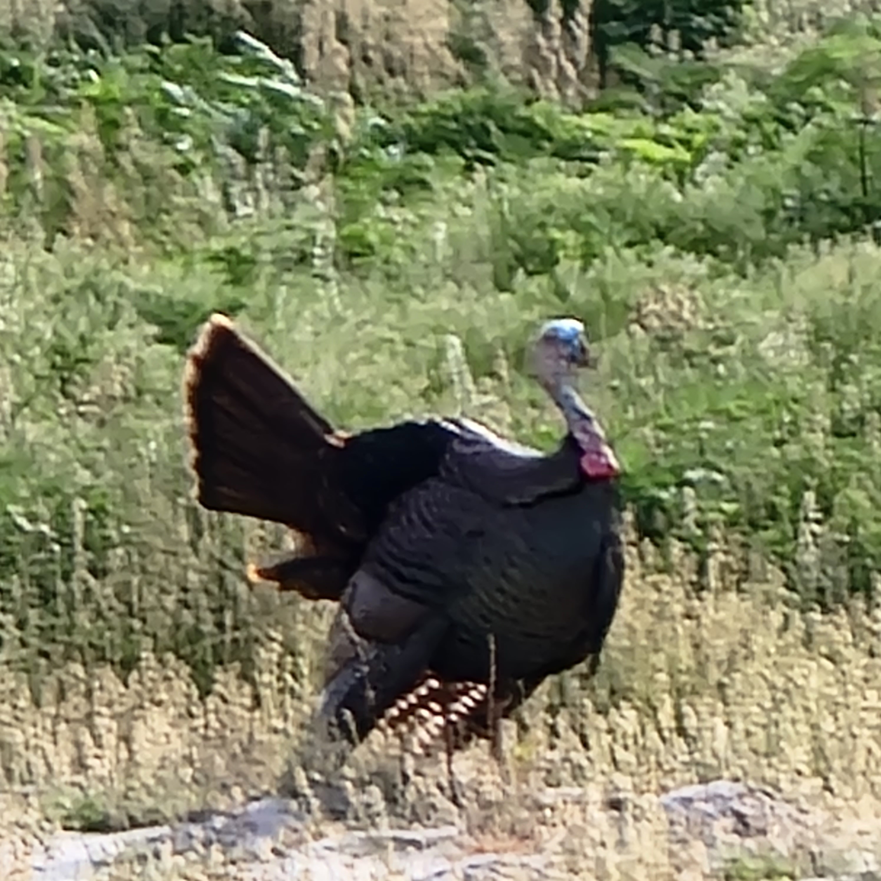 Wild turkeys exist in Florida too