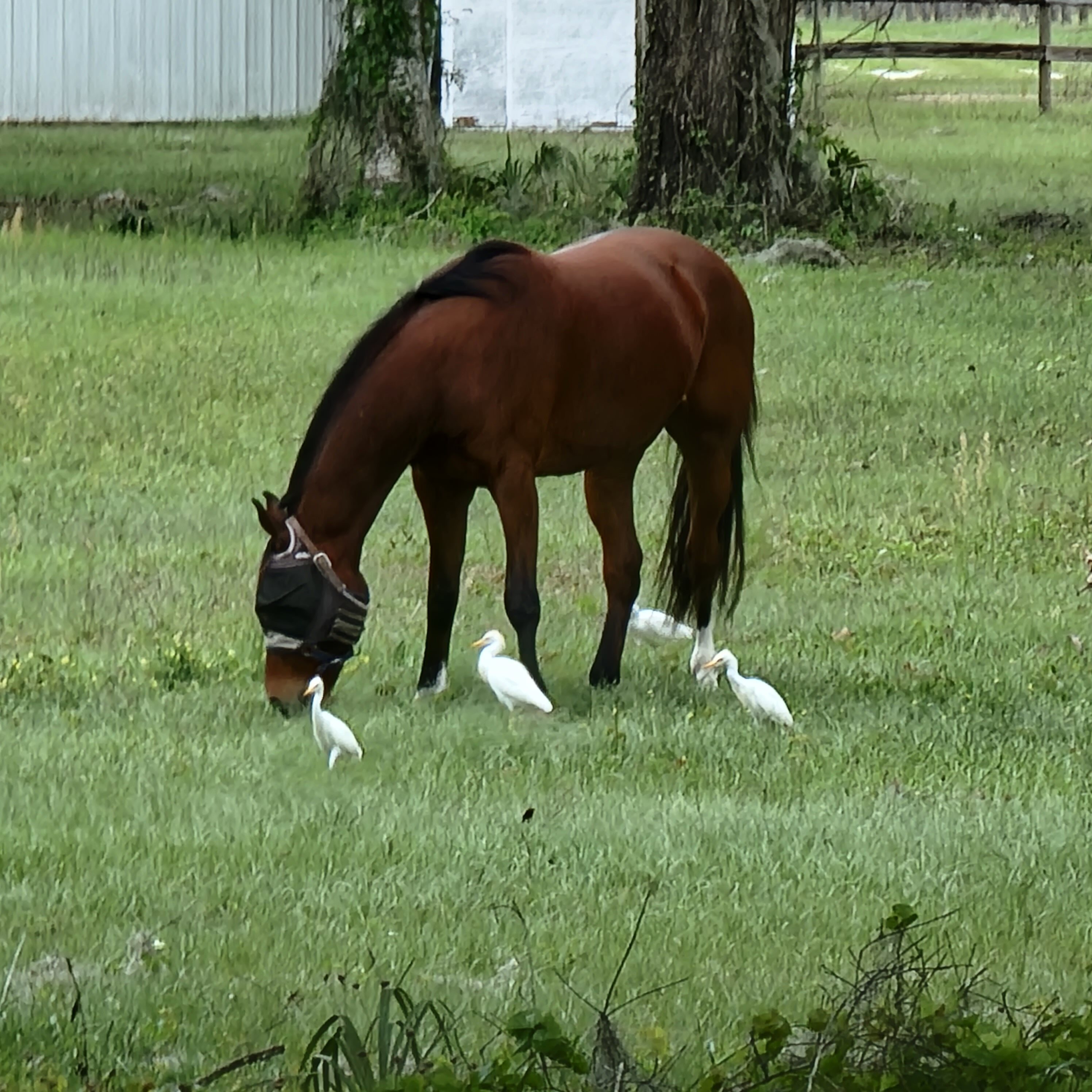 Horse ranches all throughout Florida