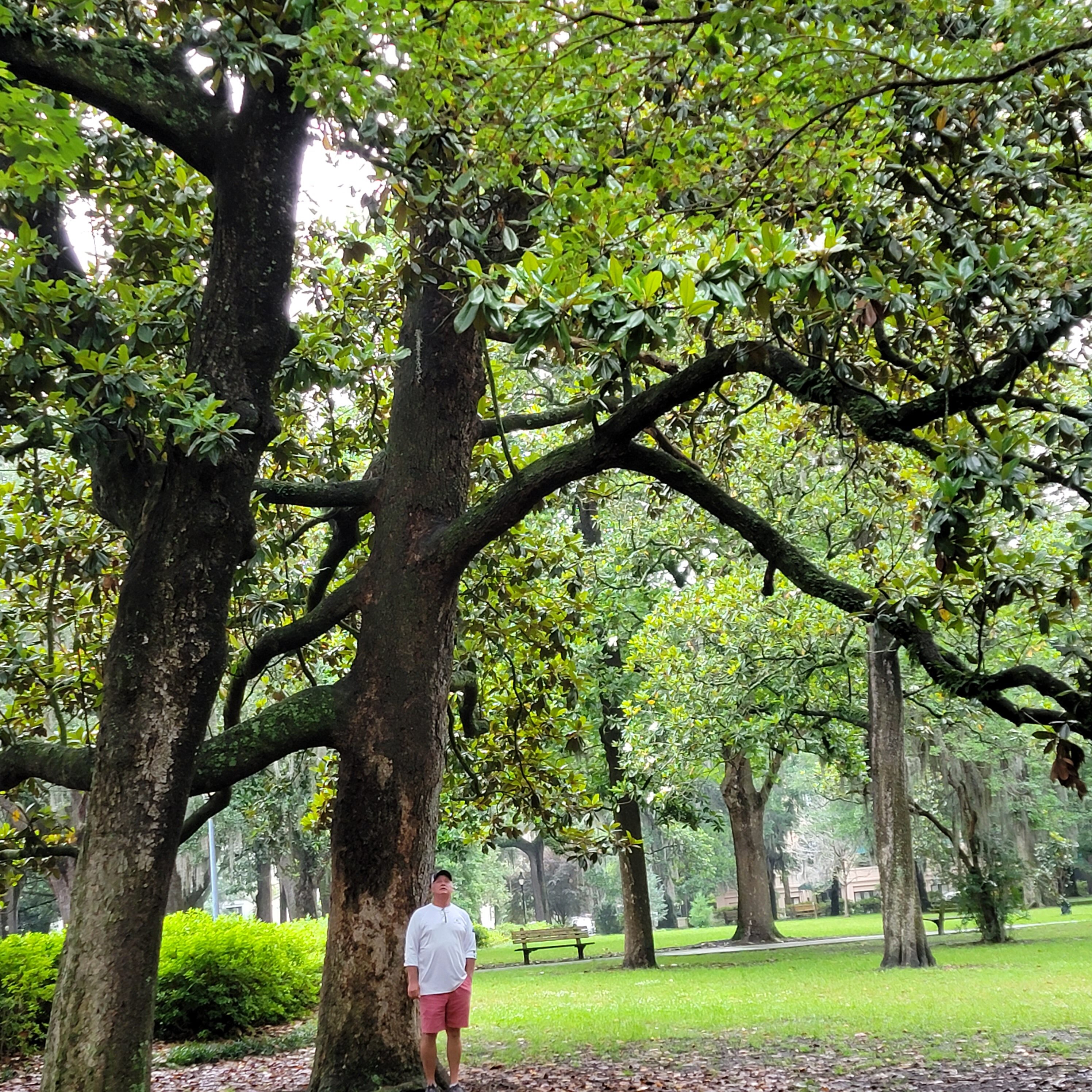 Forsyth Park in Savannah GA, magnolia tree