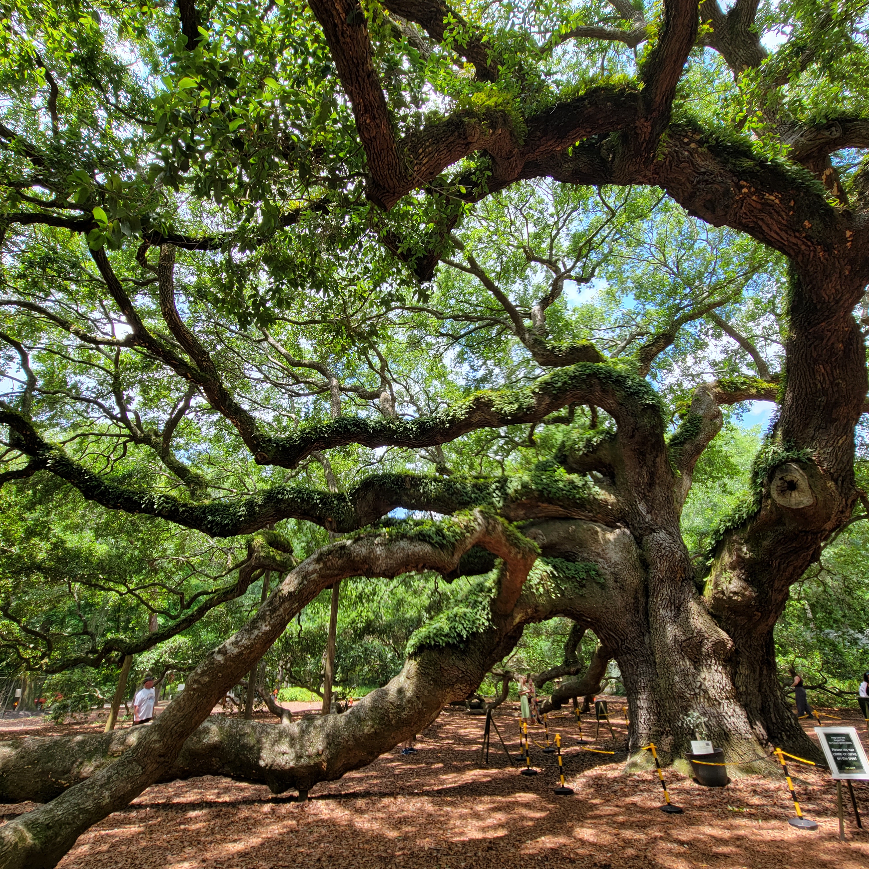 Spectacular Angel Oak Tree of South Carolina