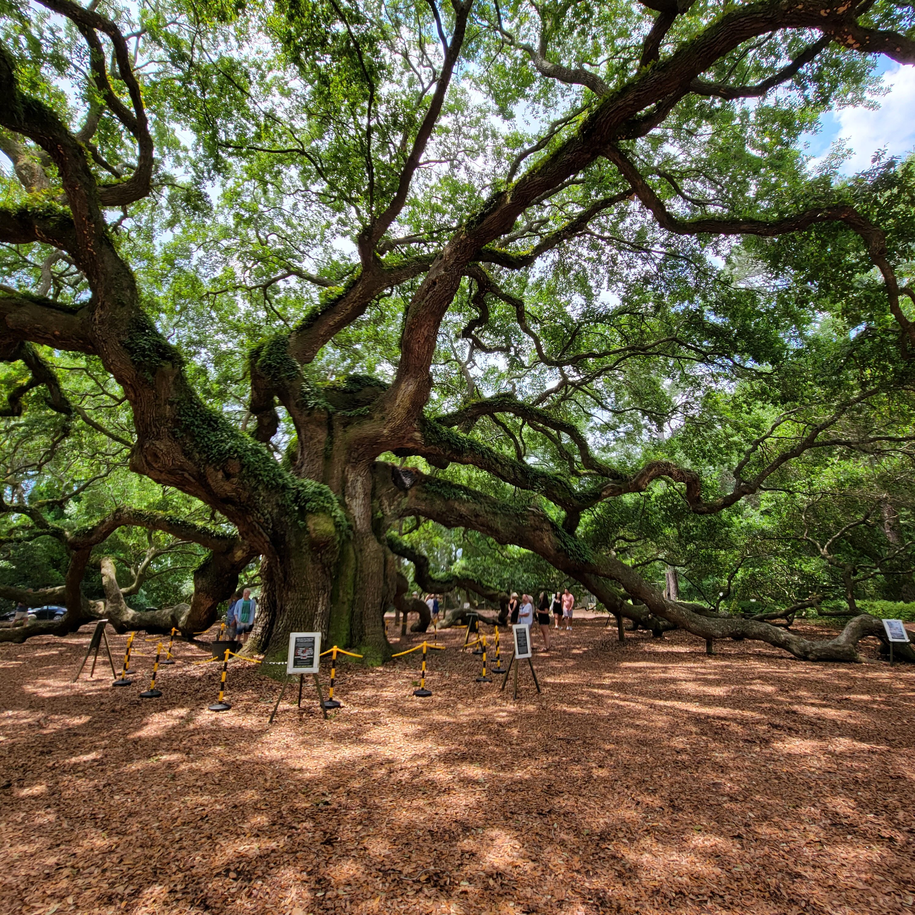 South Carolina's angel oak tree