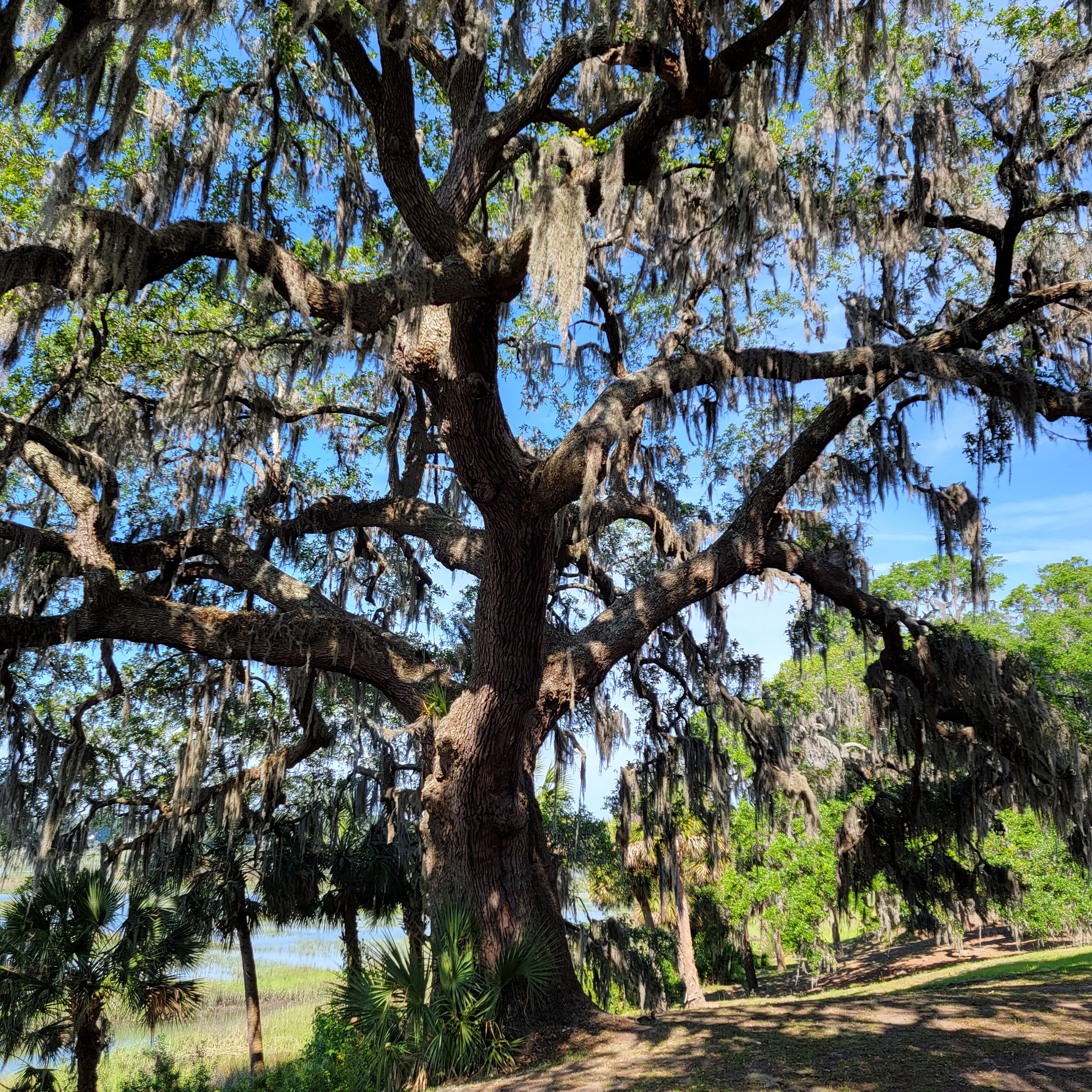 Many live oaks in Beaufort, South Carolina