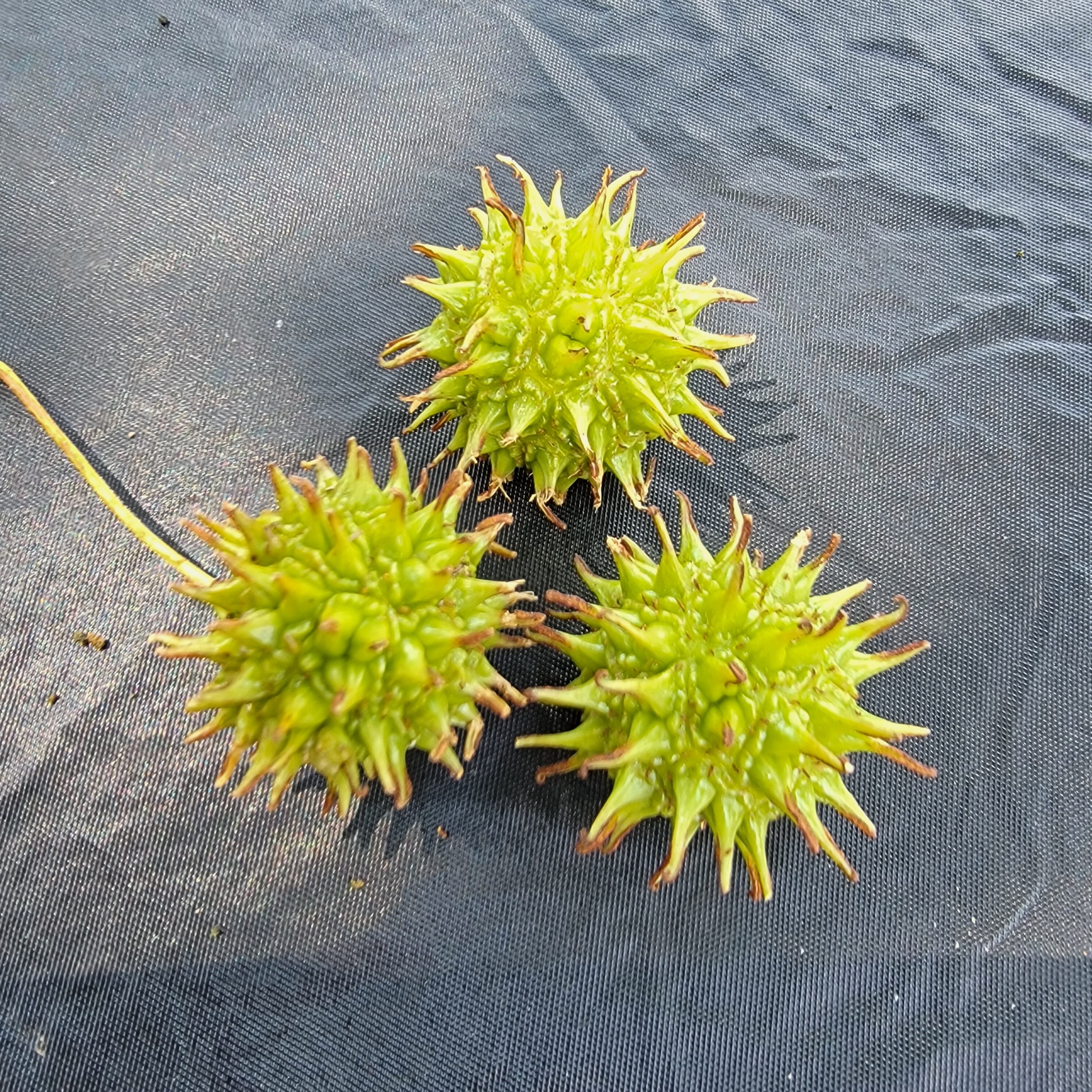 the gum tree seeds - very ouchy on the foot in South Carolina