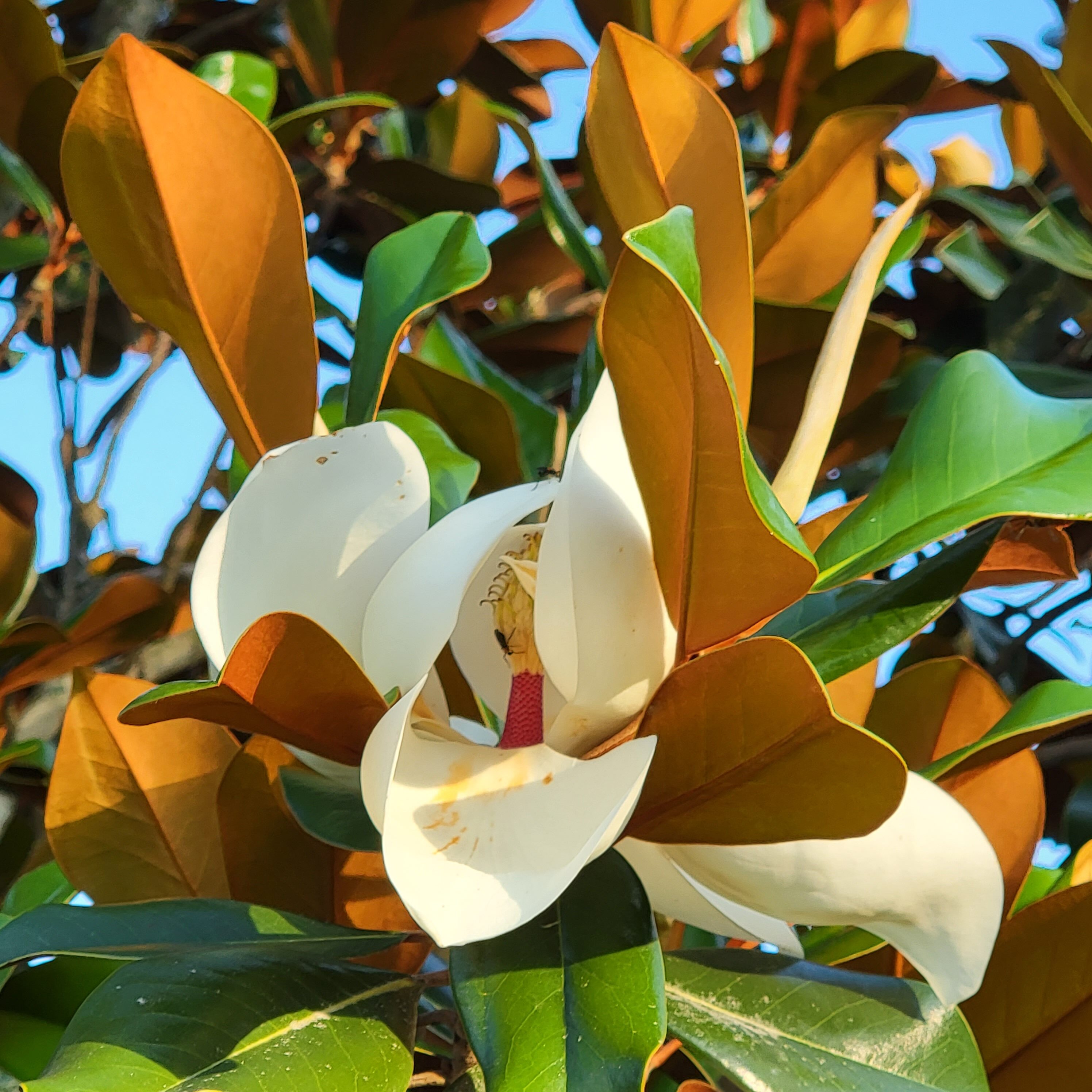 Magnolia bloom in South Carolina