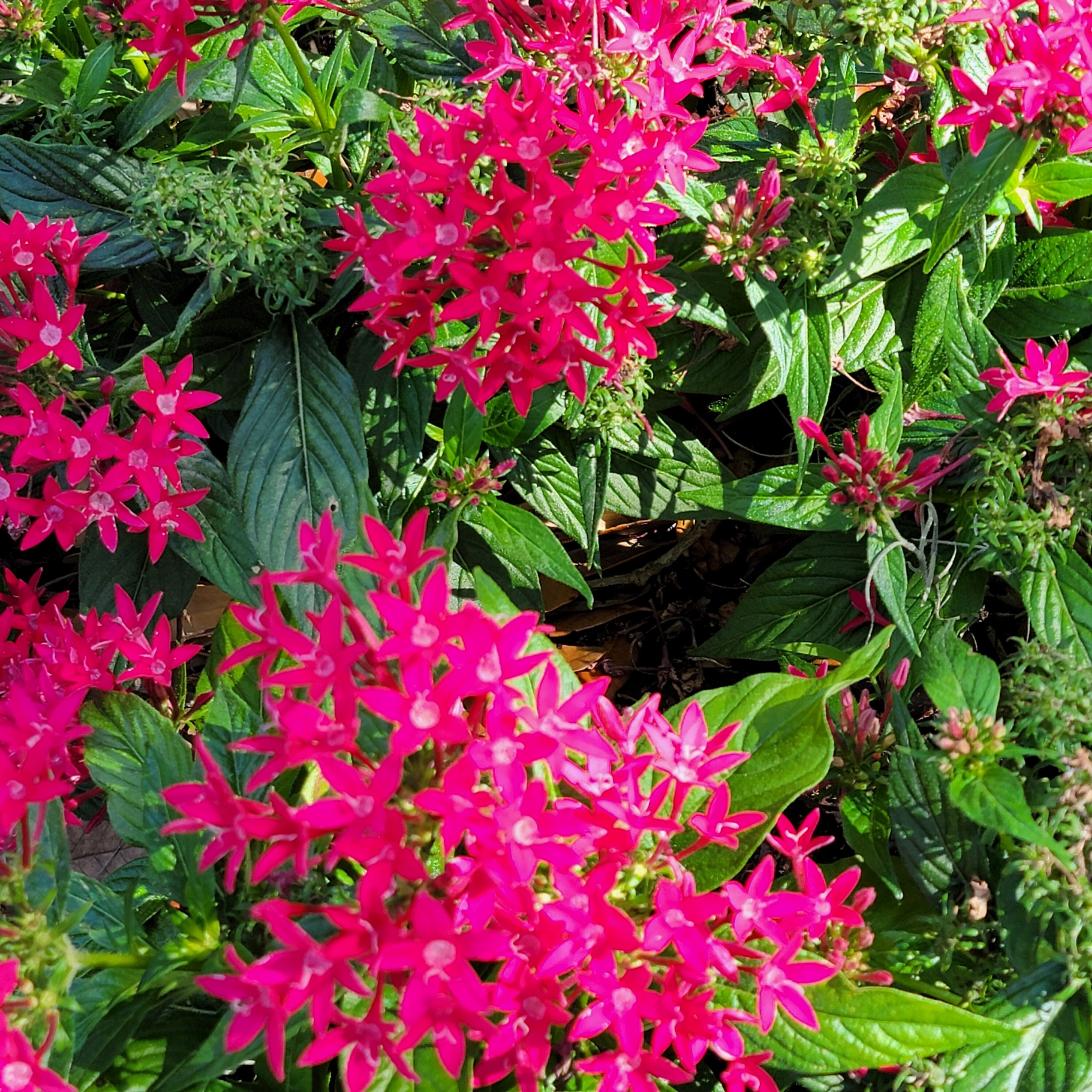 Floral color in South Carolina is spectacular