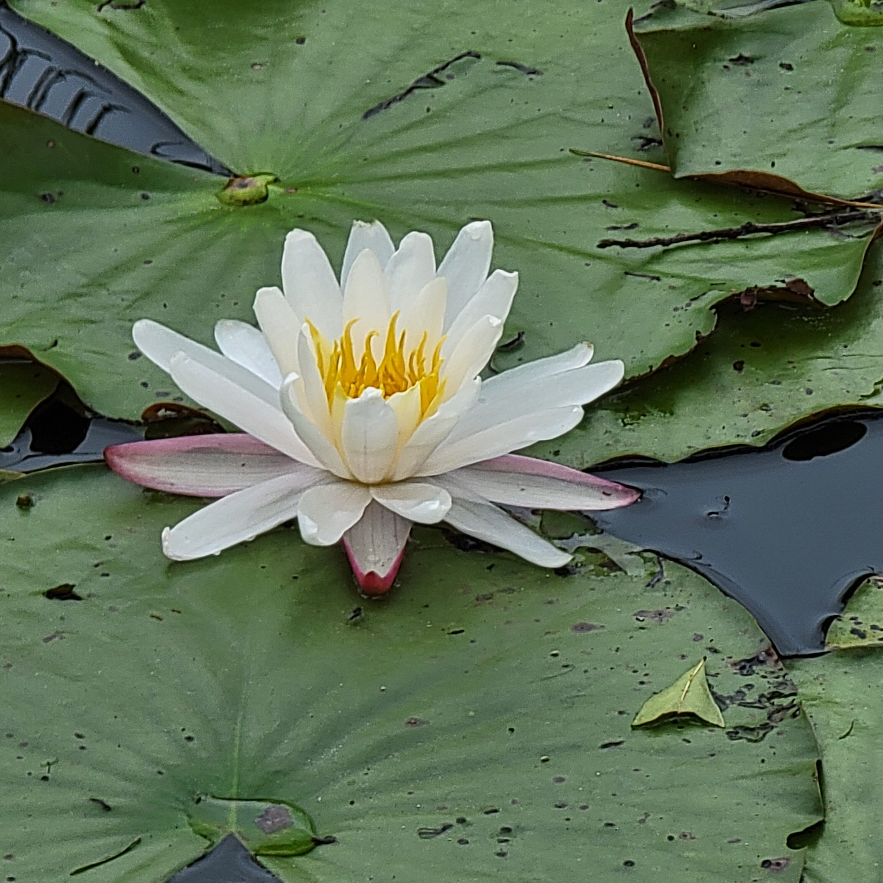 Lilly pads in fresh water in South Carolina