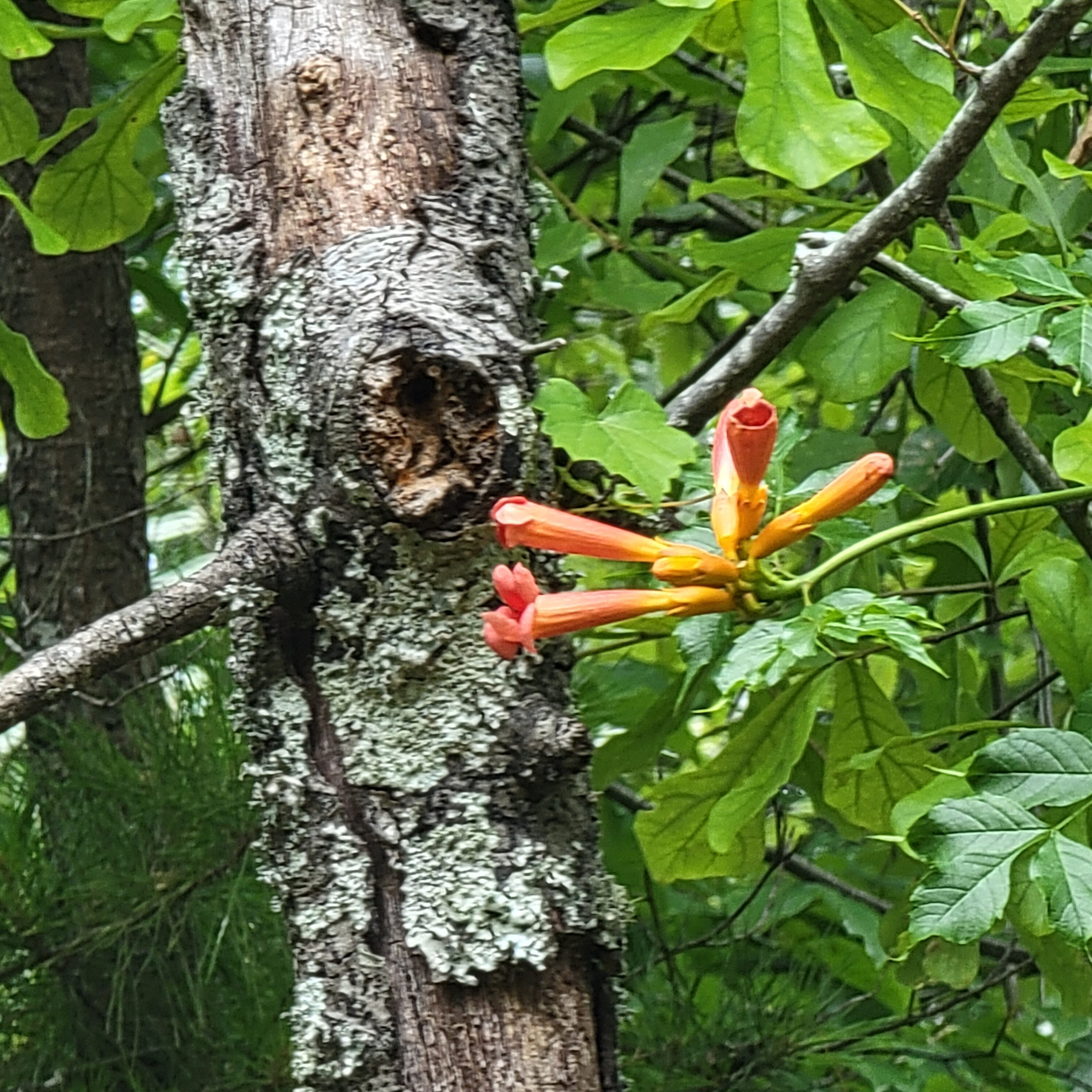 crazy bloom in South Carolina lowlands