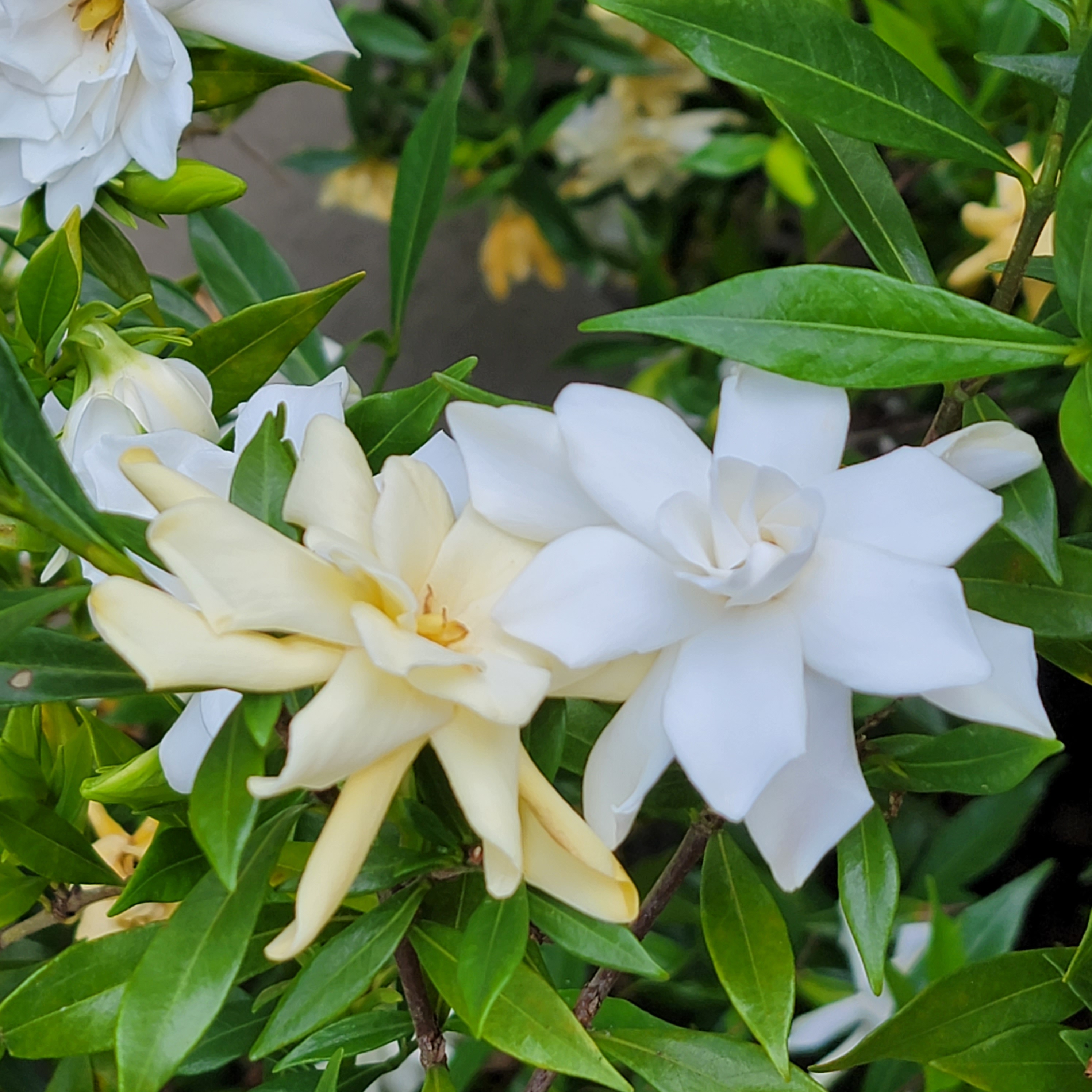 The flowers of south carolina