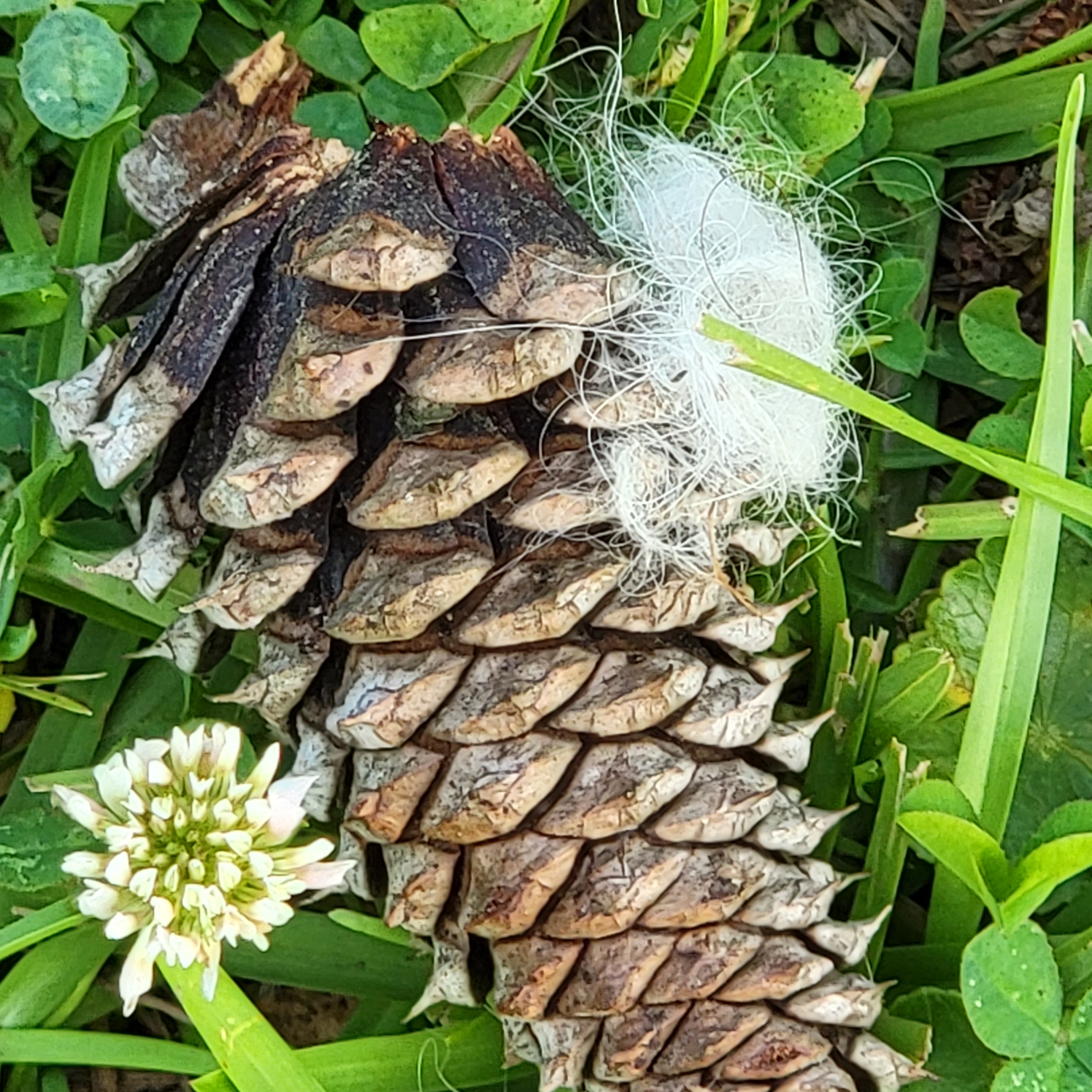 pinecones in south Carolina