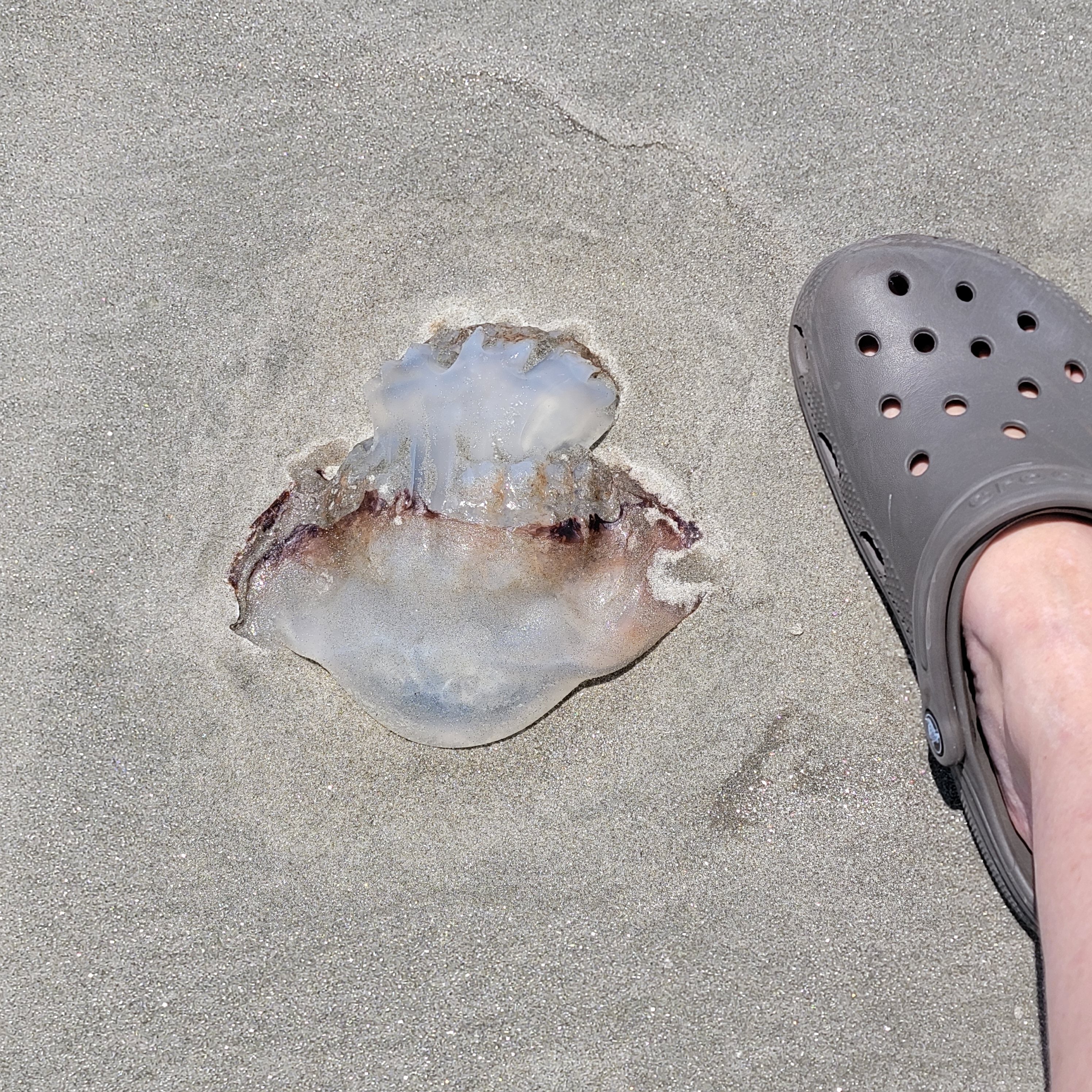 beware of the jelly fish in south carolina