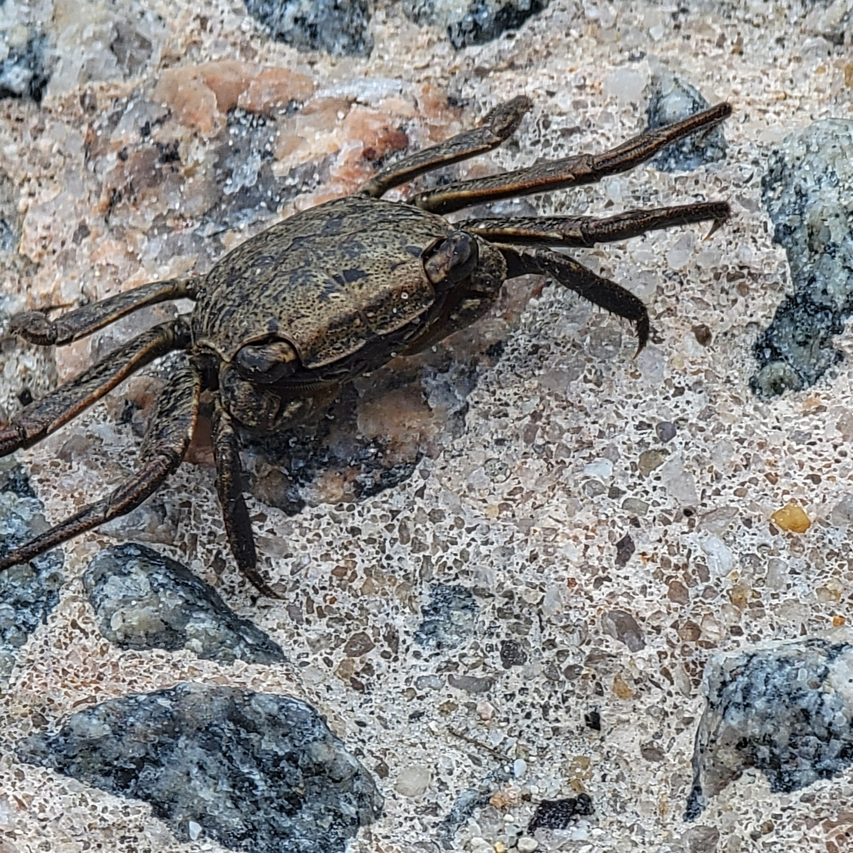 Crab on the beach in south carolina