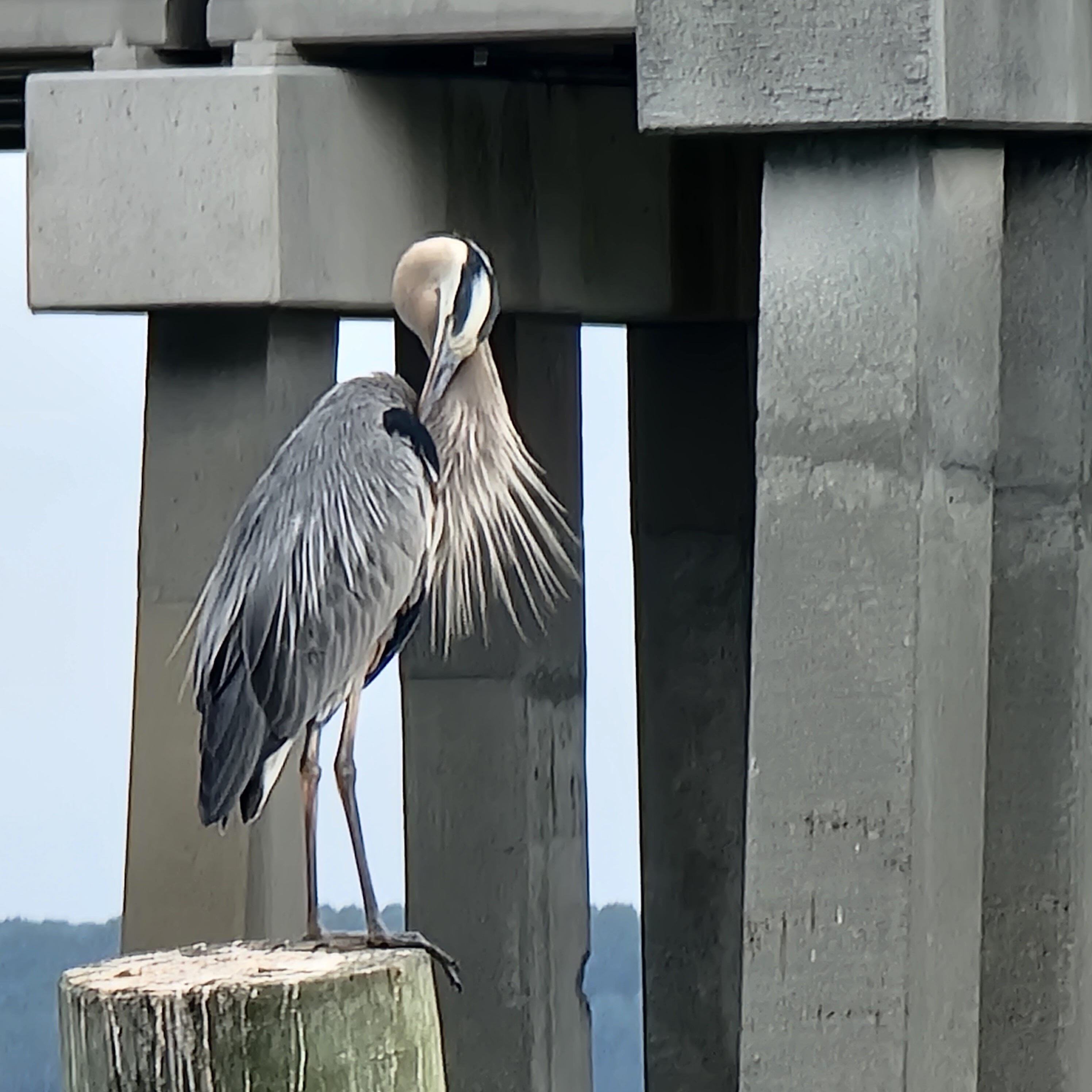 sea birds of south carolina