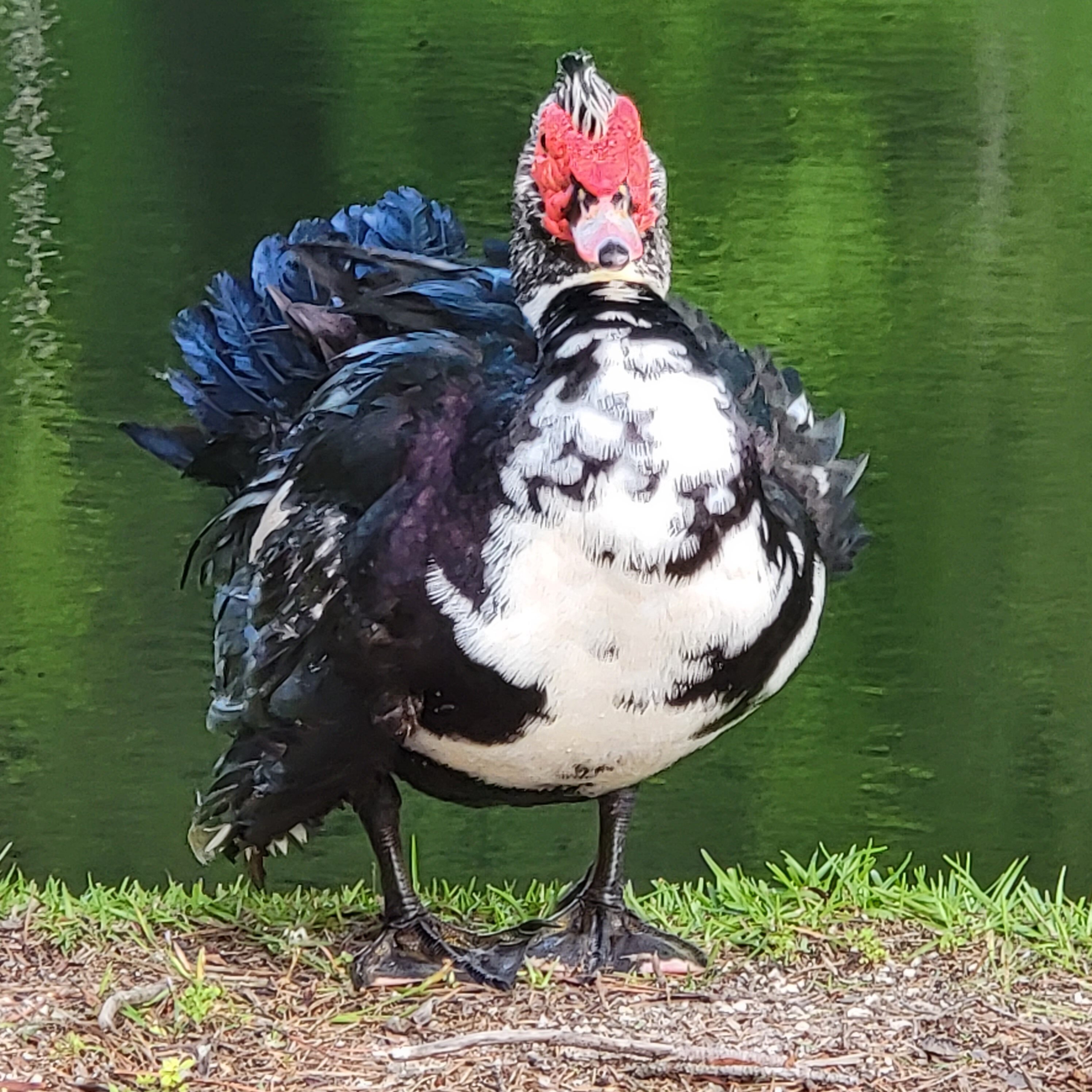 so ugly it's cute duck in lowlands of south carolina