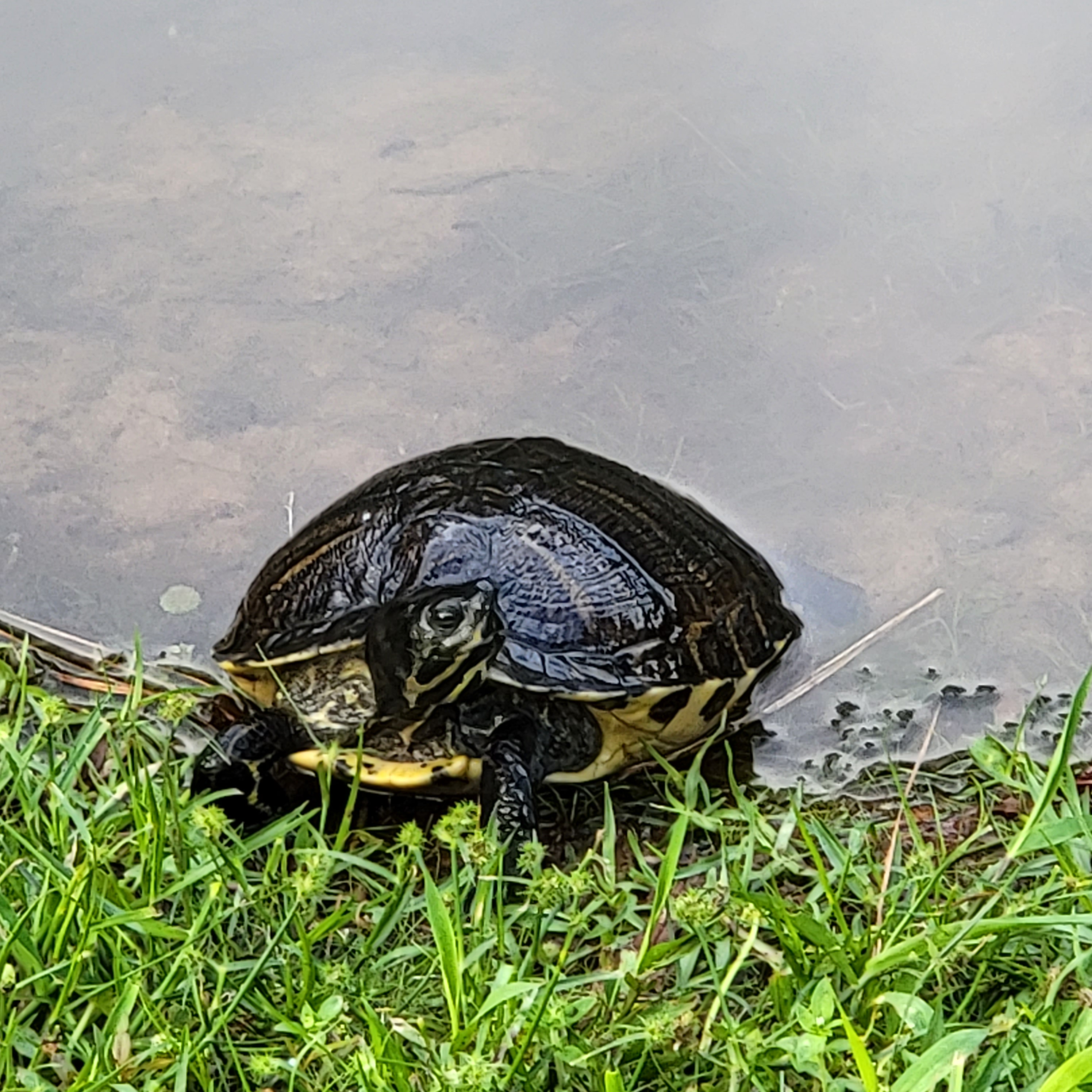 turtle in the lowlands of south carolina