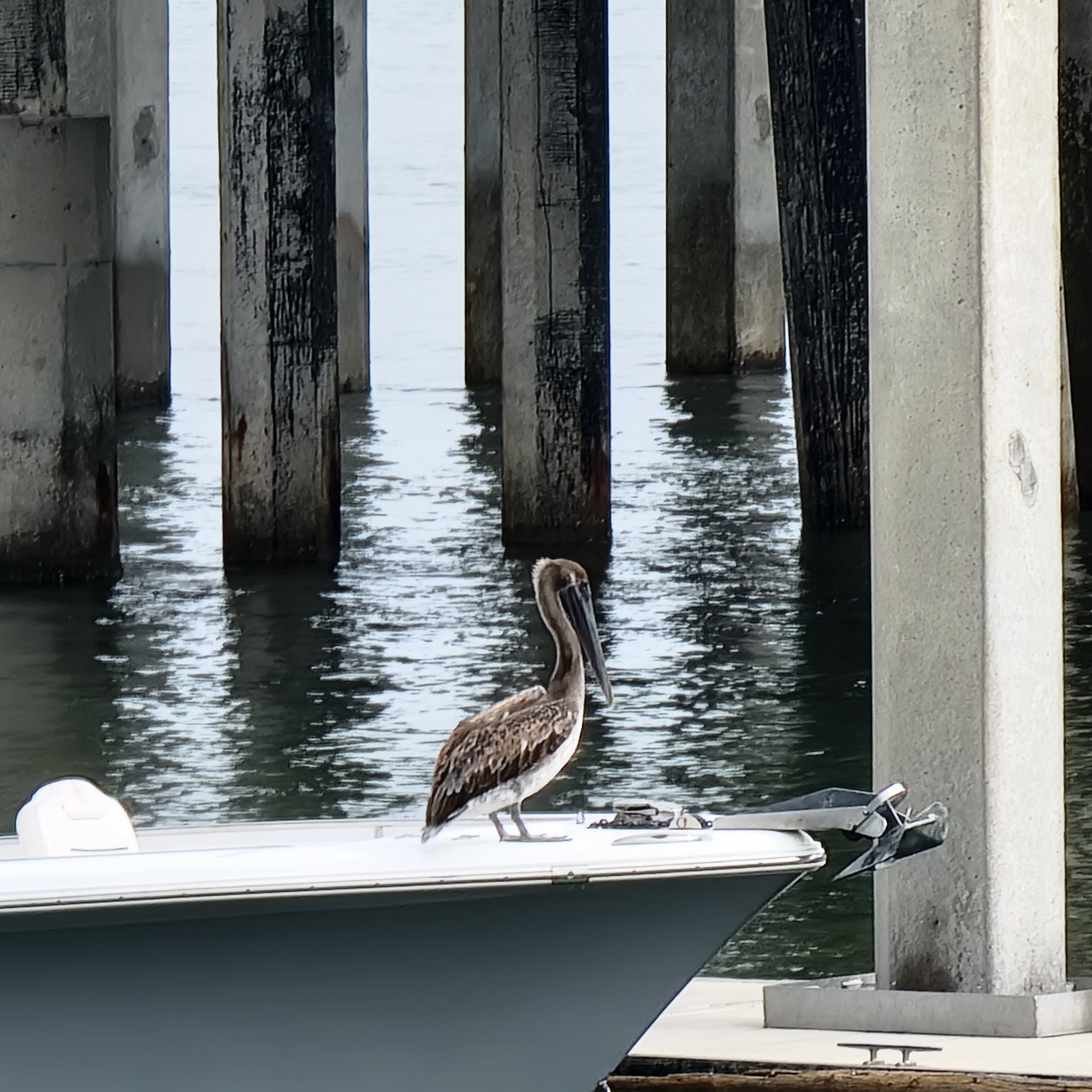 Pelican on the lookout in lowlands of South Carolina