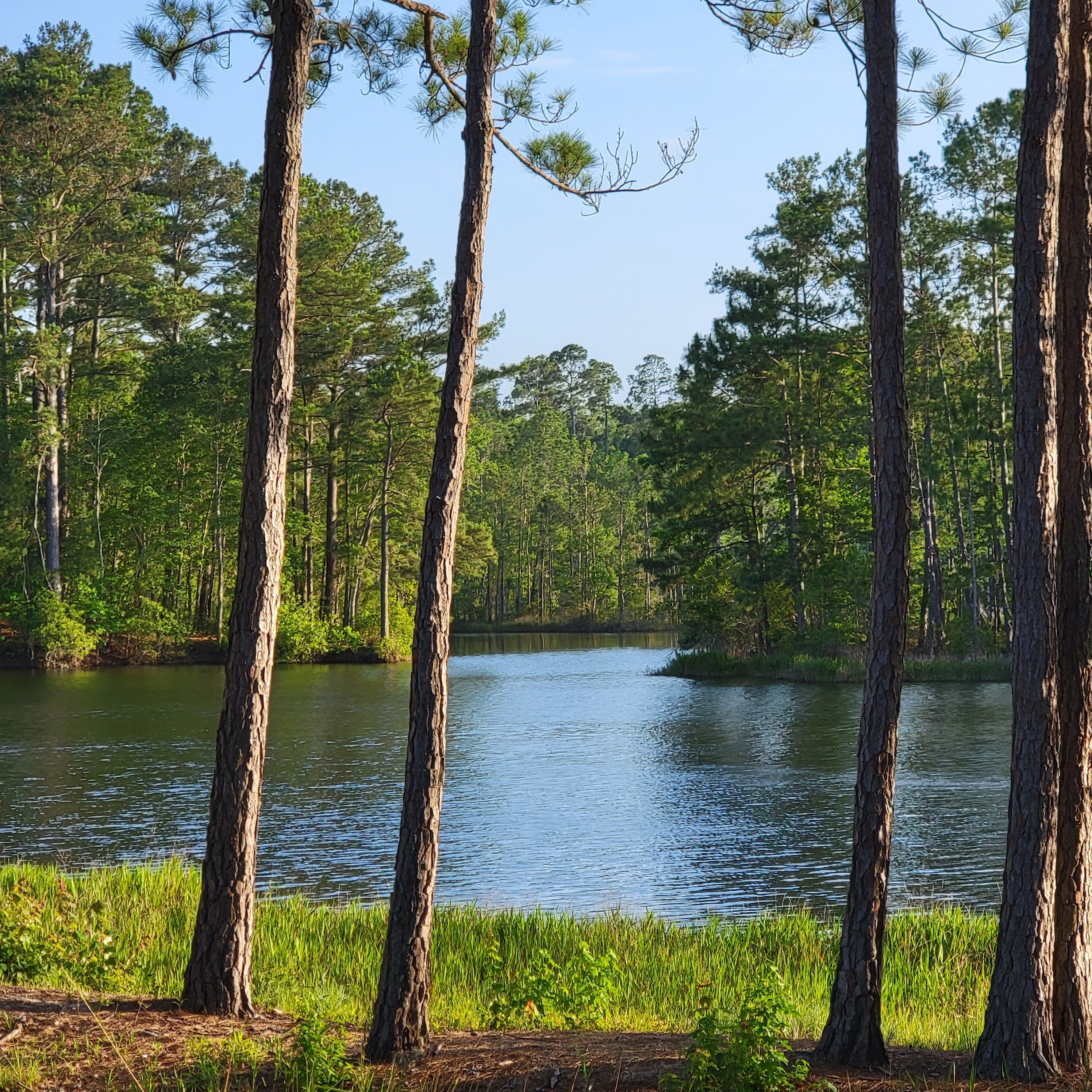 Fresh water lakes of South Carolina in the lowlands