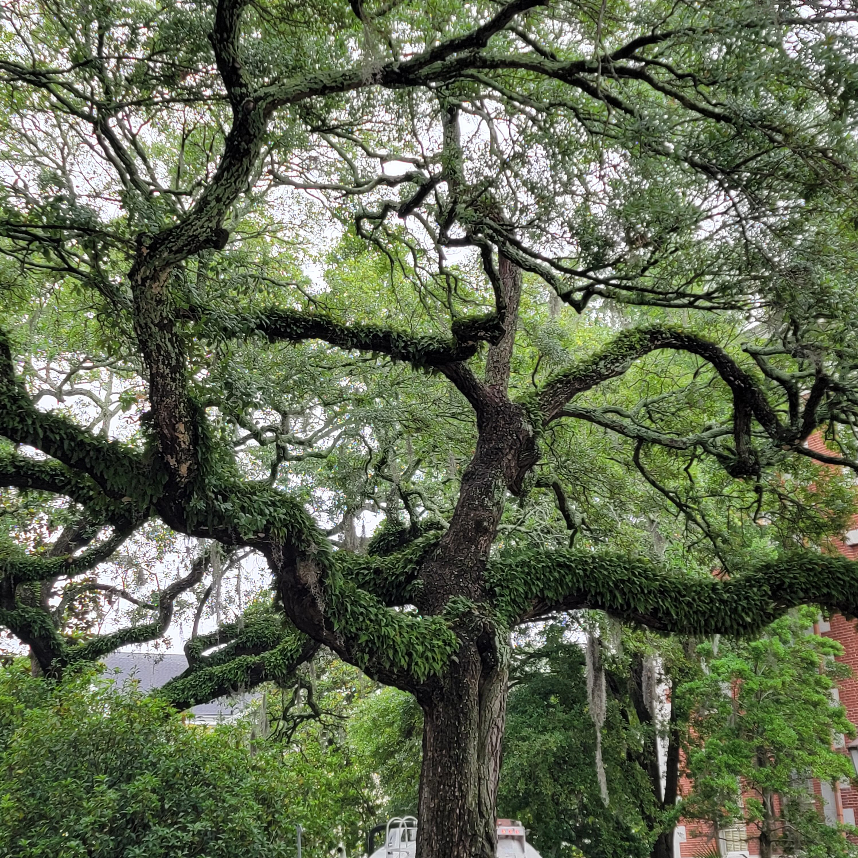 Savannah Georgia and the many live oaks
