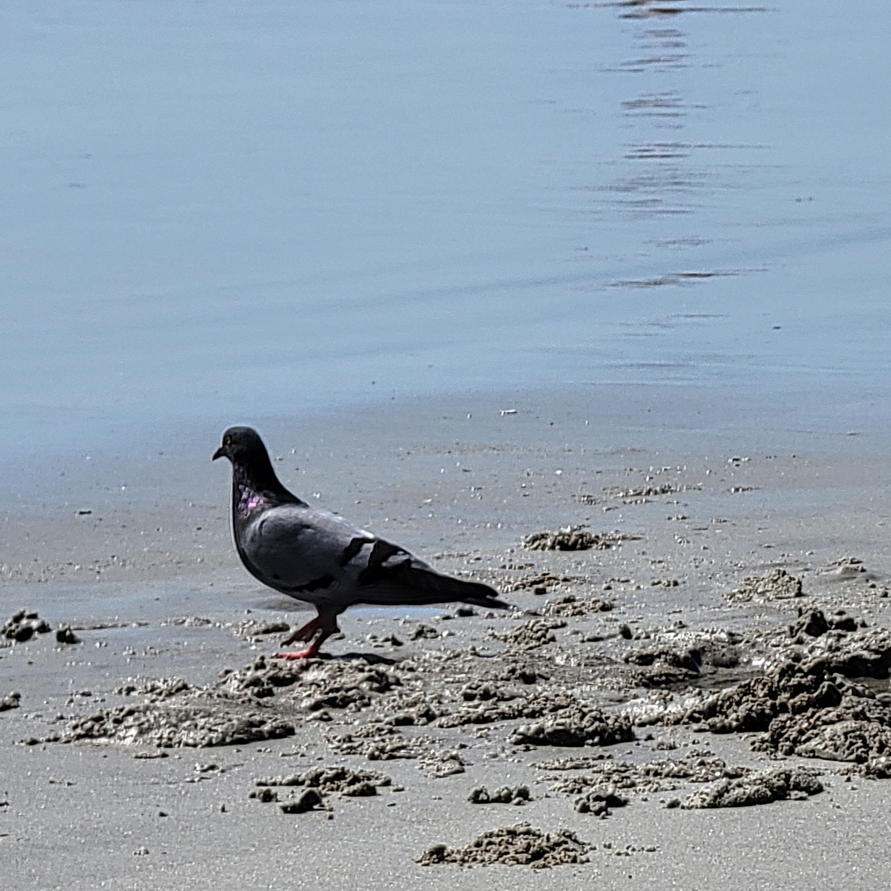 Tybee Island beach even includes pigeons? Not your typical sea bird