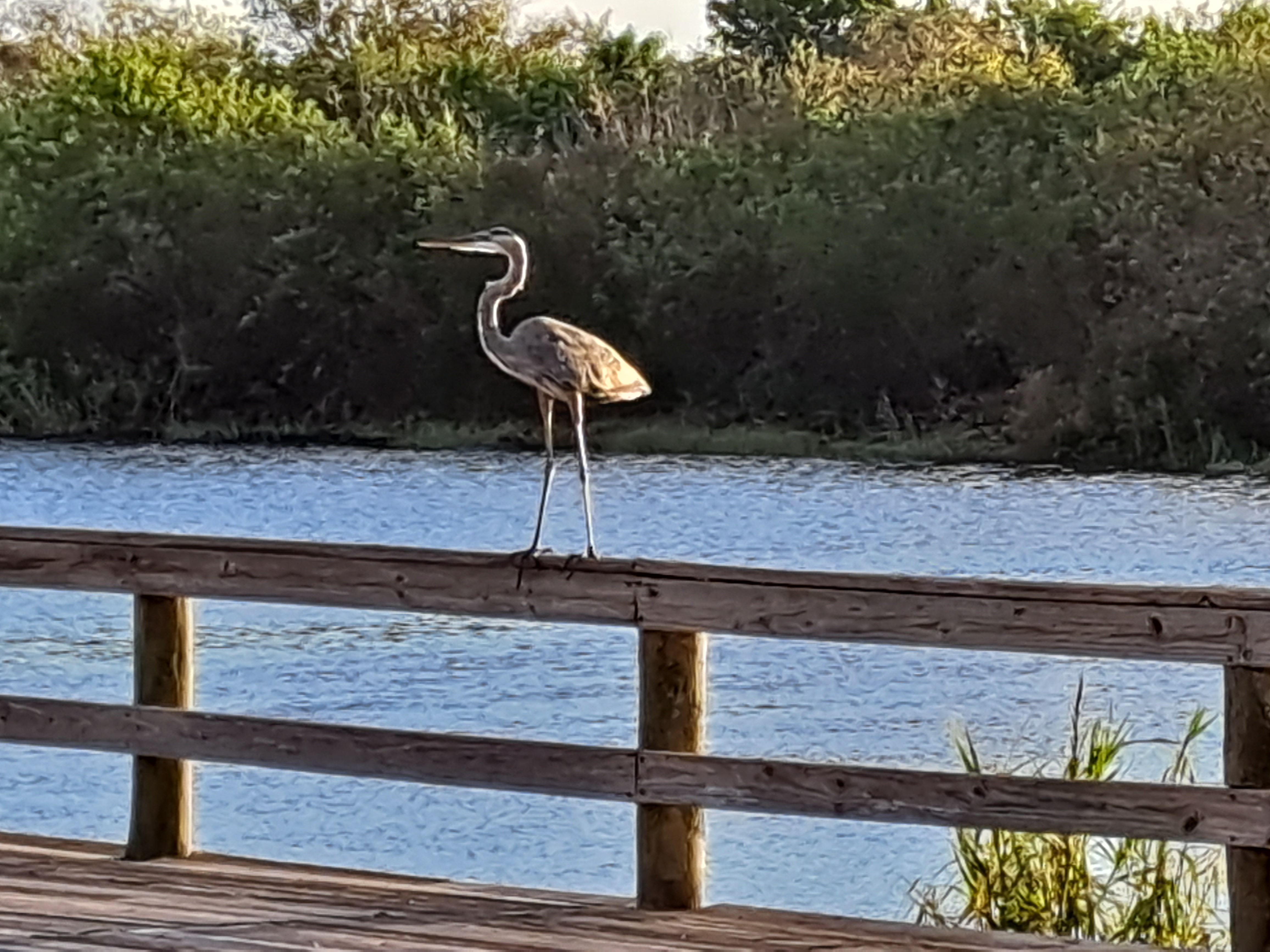 Sweet South Carolina blog entry from travelingsarffs