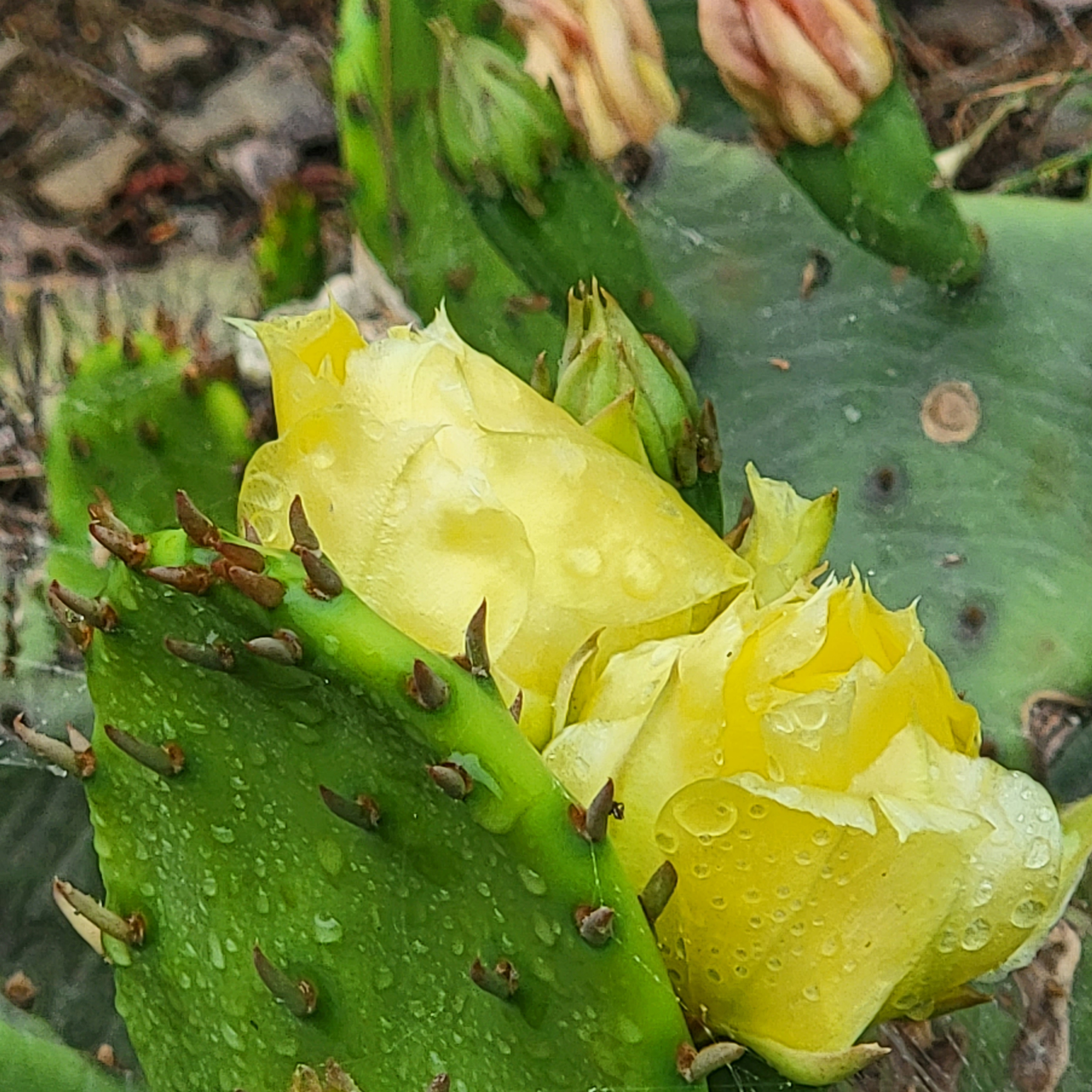 West Virginia blooming cactus