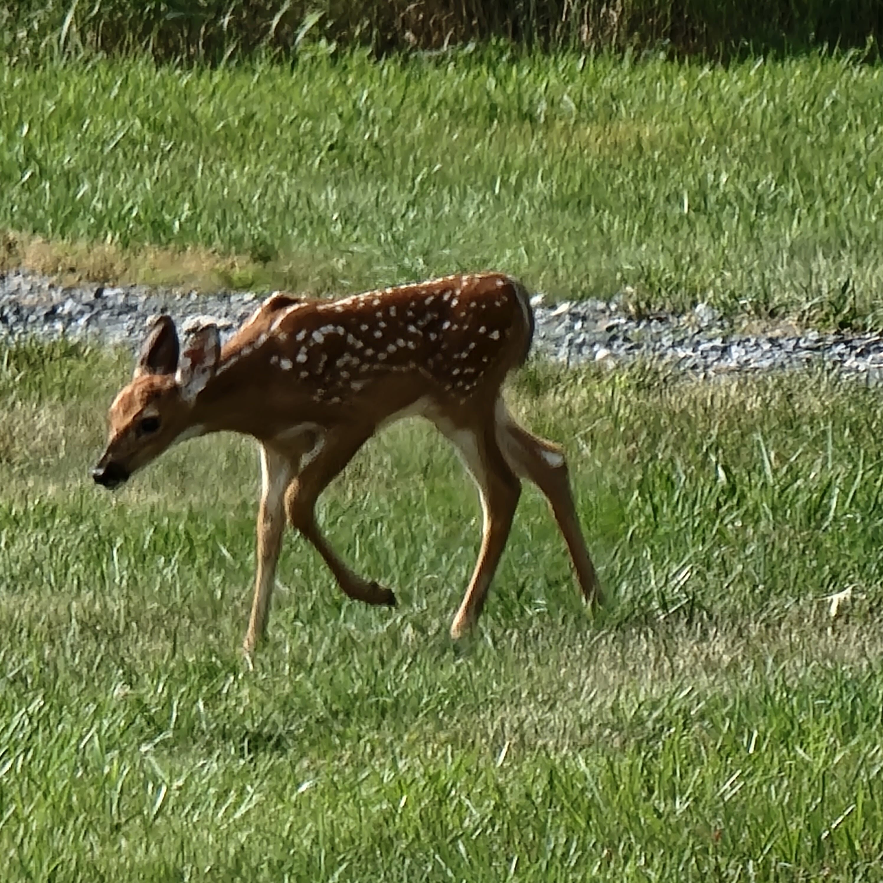 Deer in West Virginia