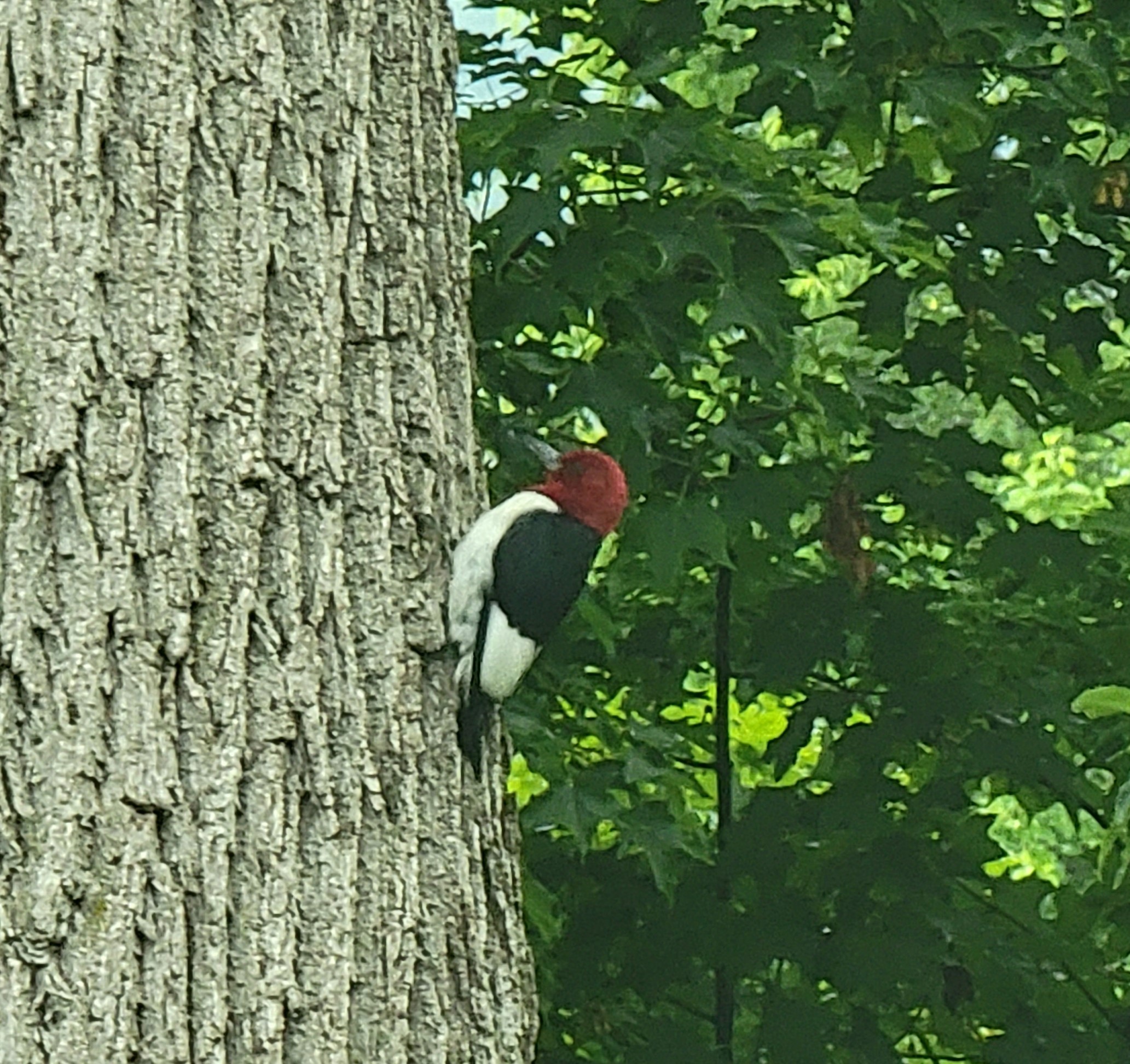 Woodpecker on a tree in West Virginia
