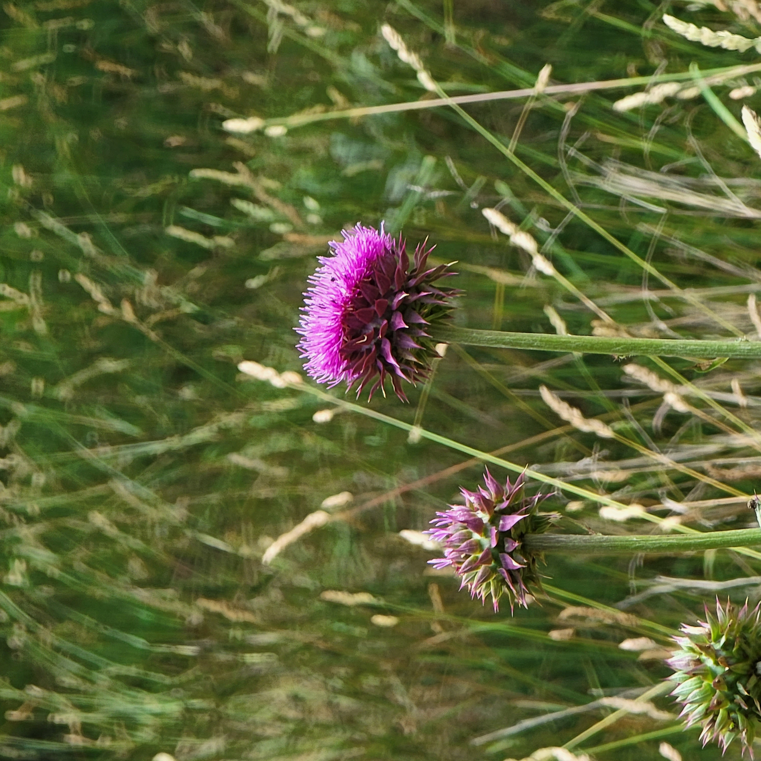 Blooming Thistle in West Virginia
