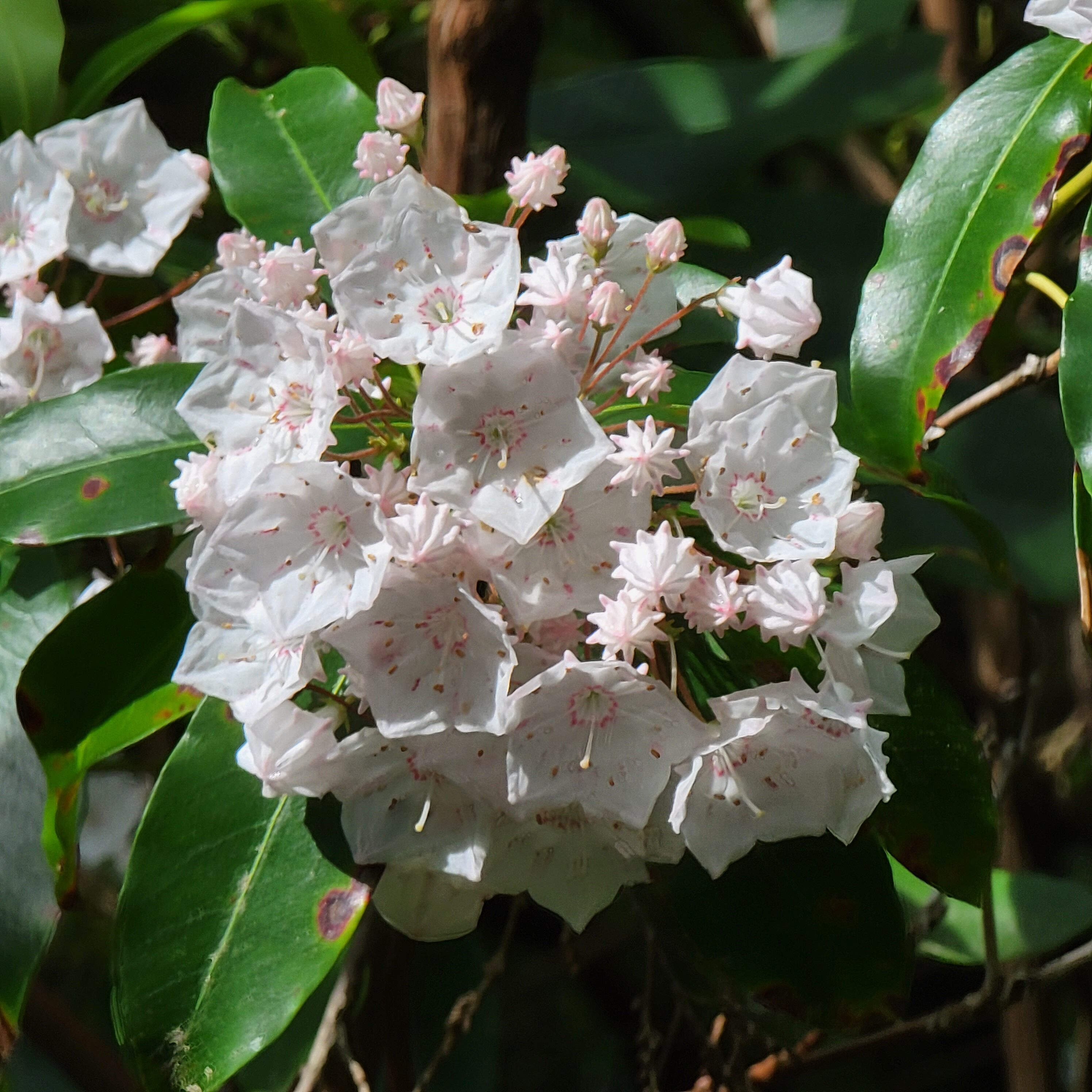 Blooming flowers in the mountains of West Virginia