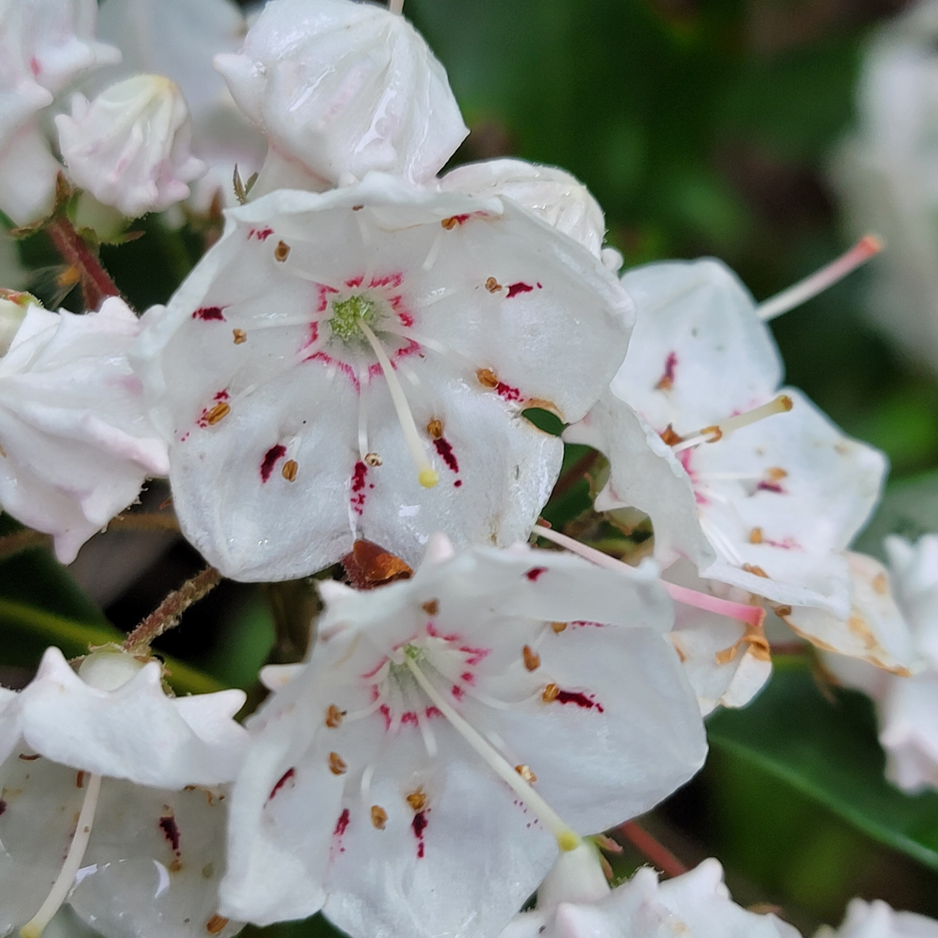 Beauty of plants in West Virginia