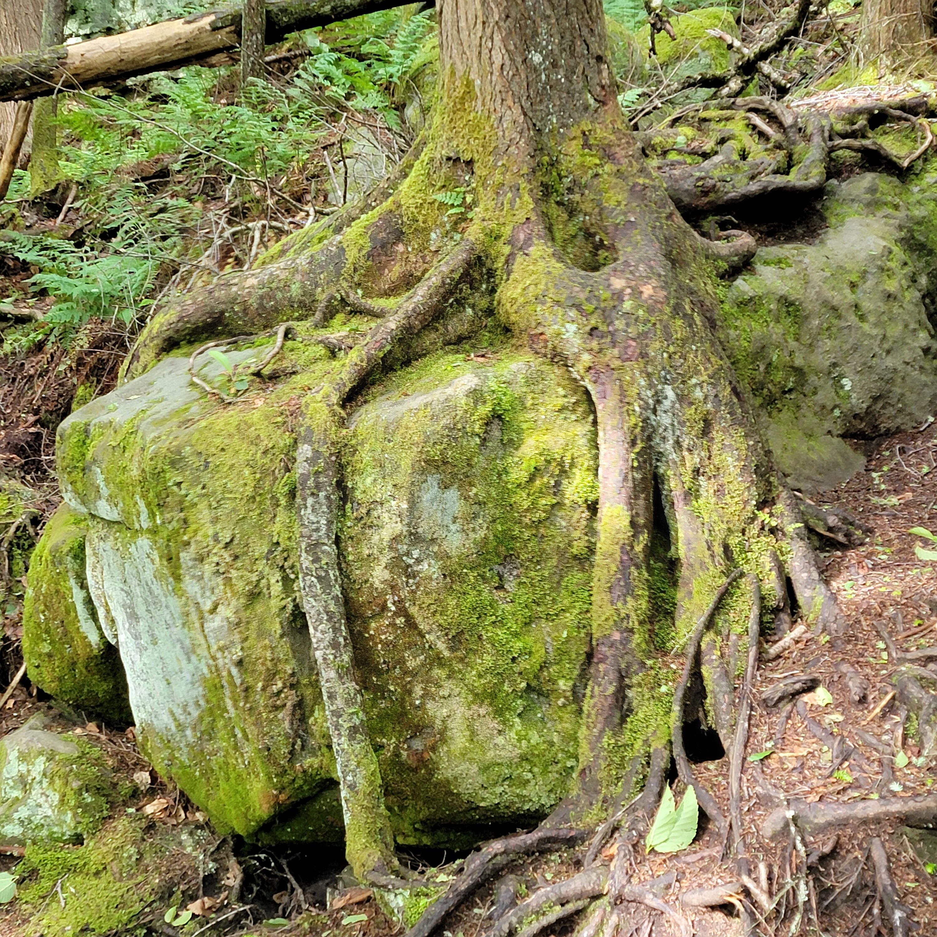 Roots of trees holding onto boulders in West Virginia
