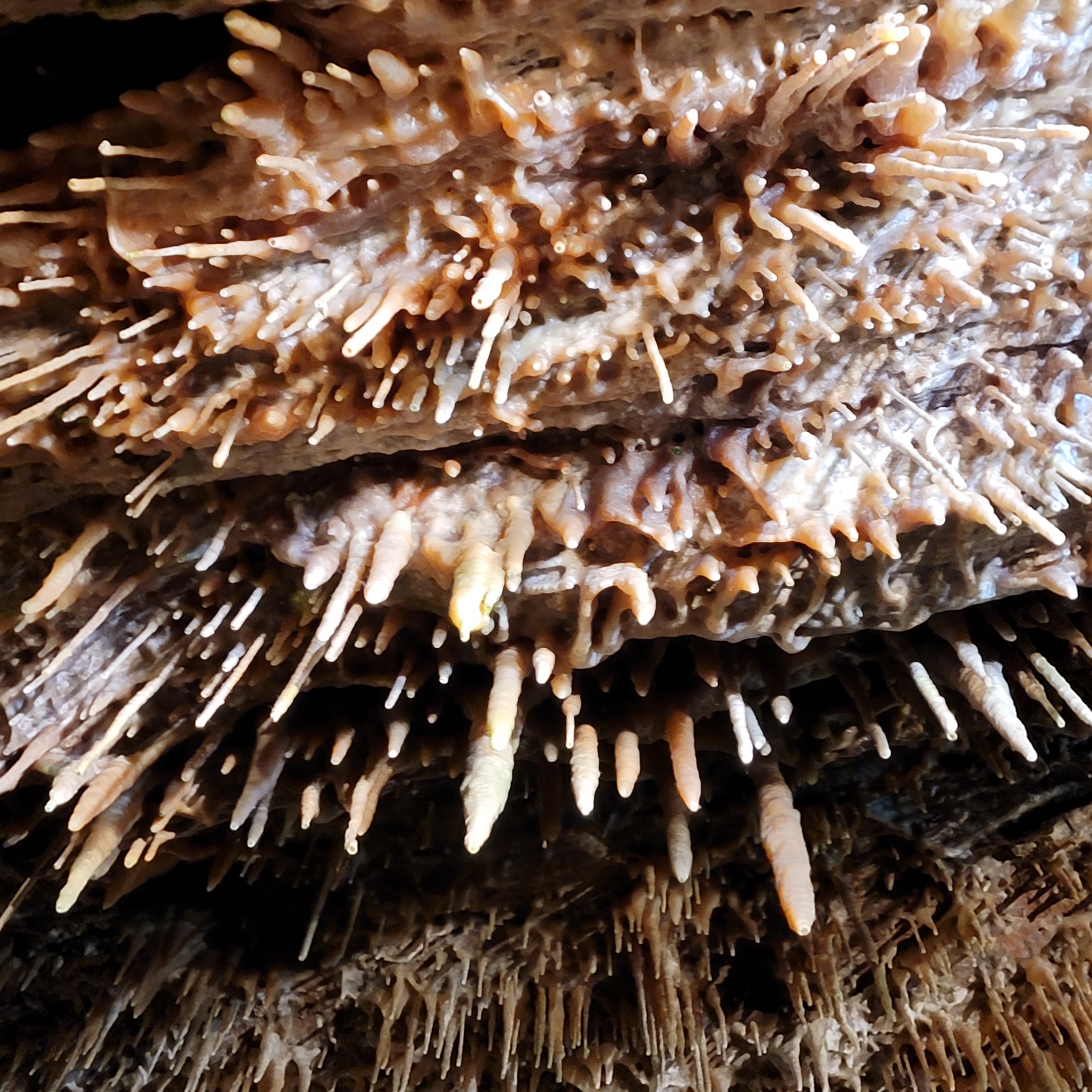 Smoke Hole Caverns interior in West Virginia
