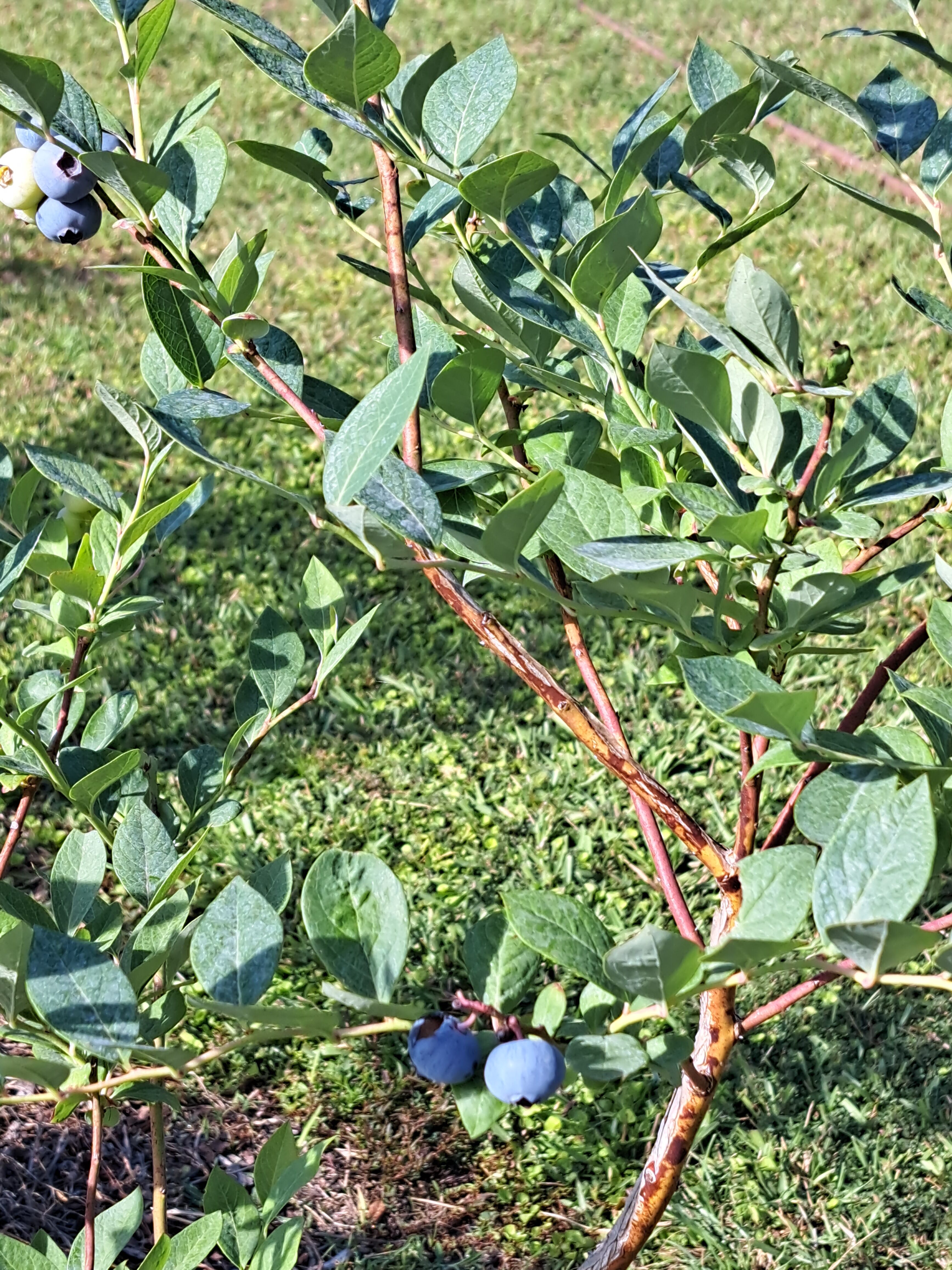 Wild blueberries along the Maine coast