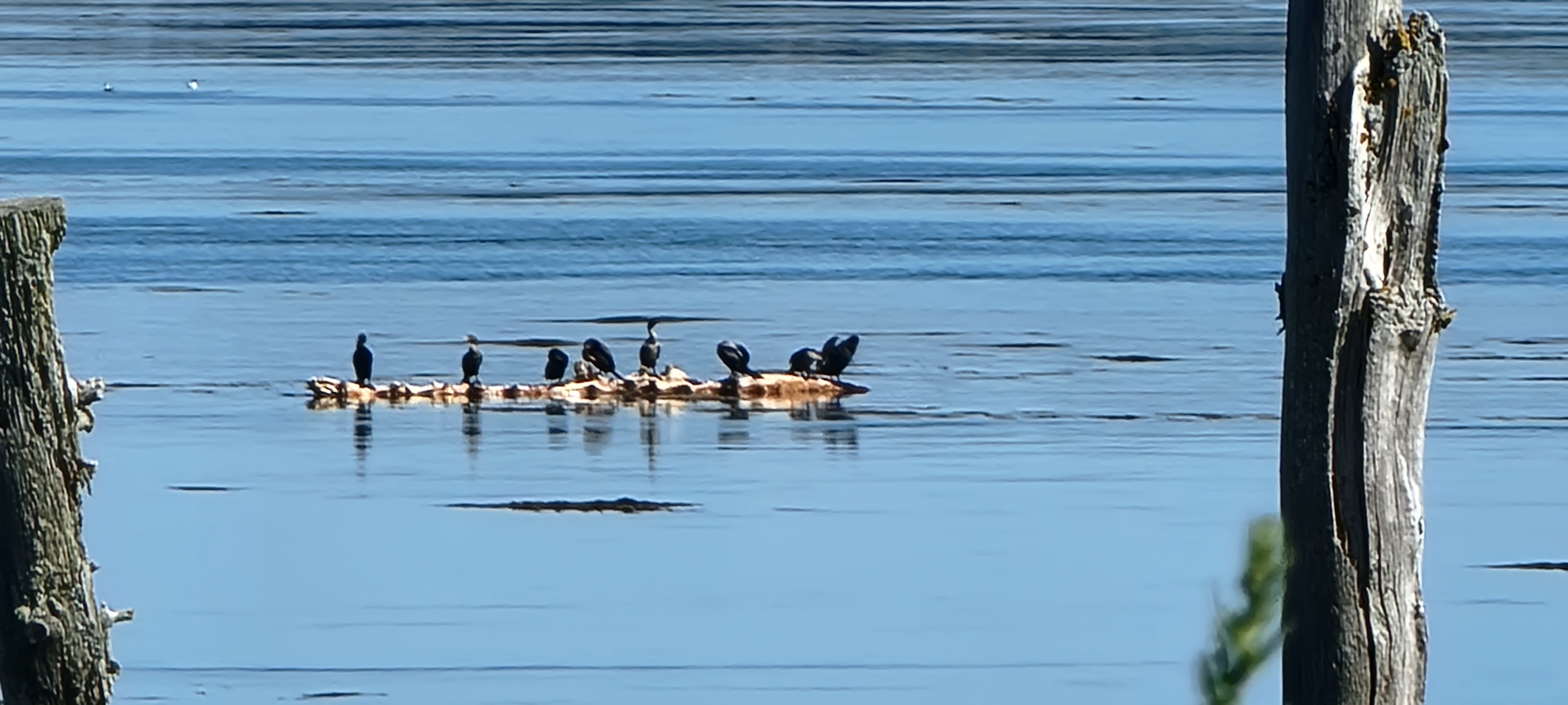 the wildlife is everywhere in Maine