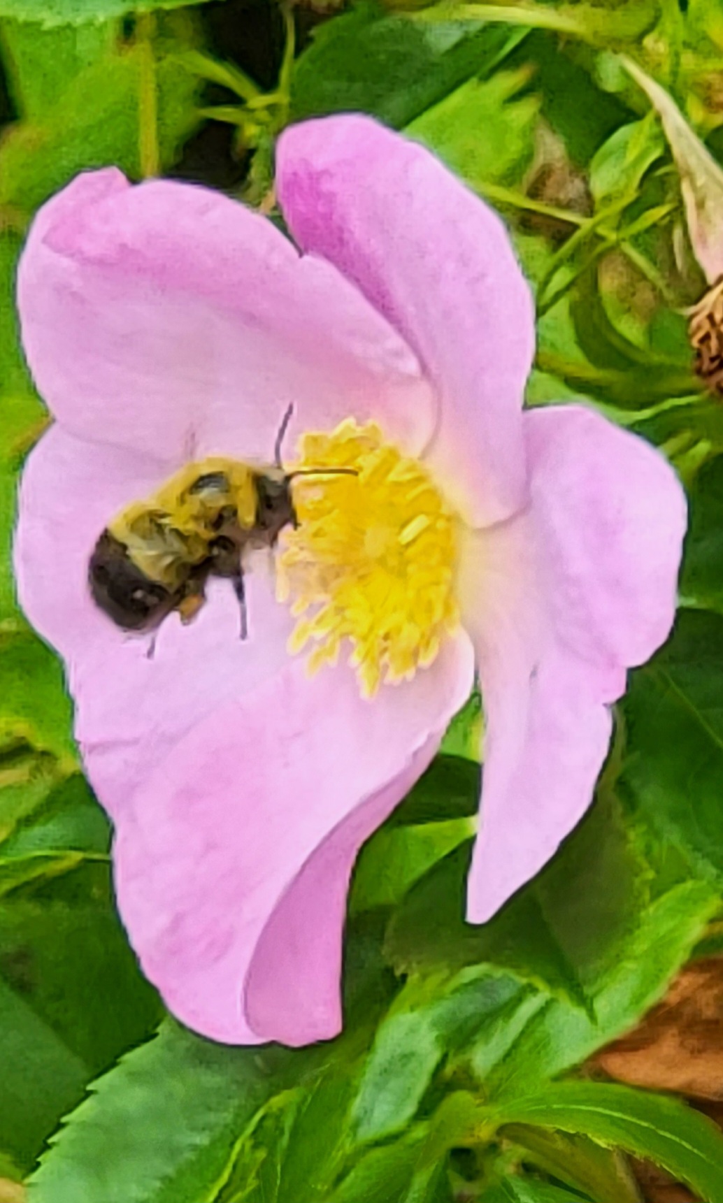 Coastal flowers and bees in Maine