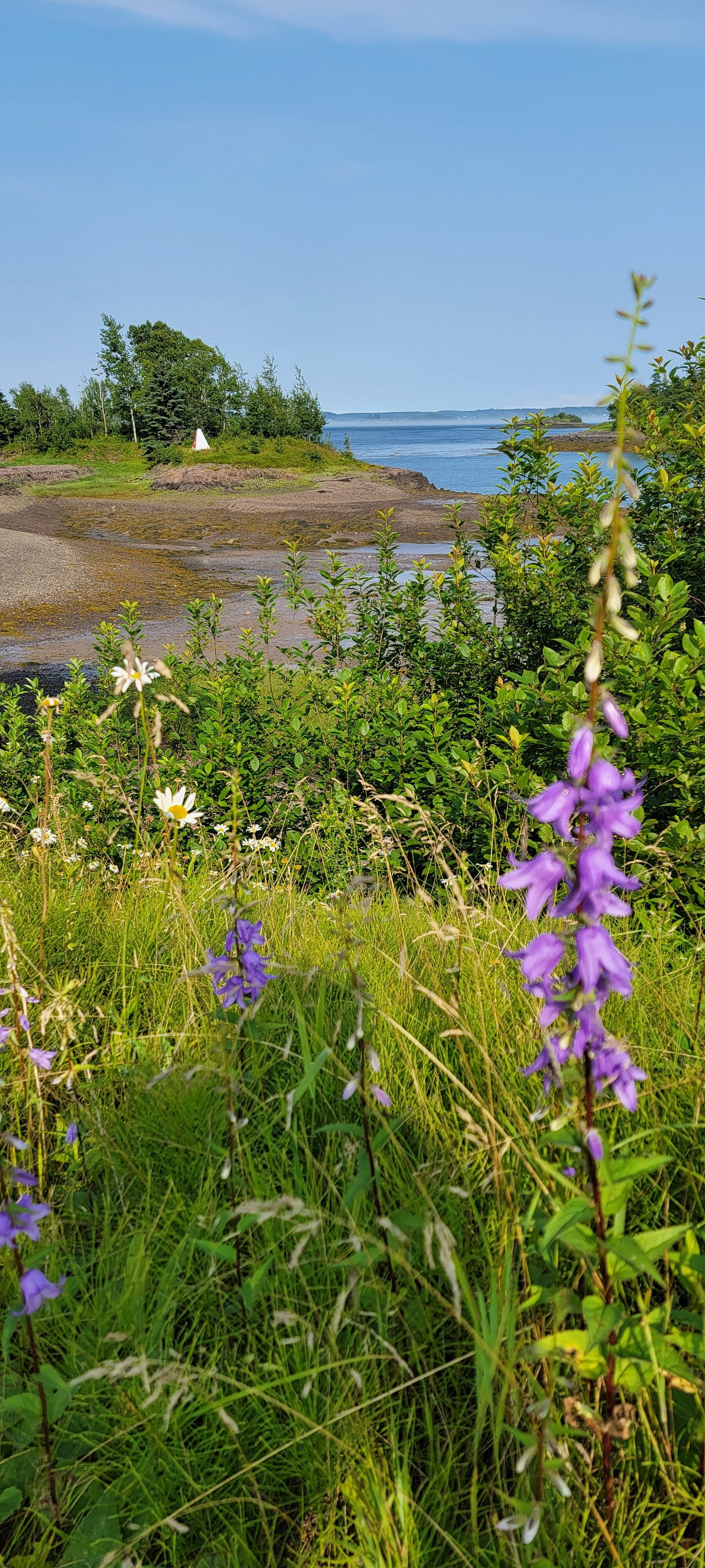The wildflowers of Maine
