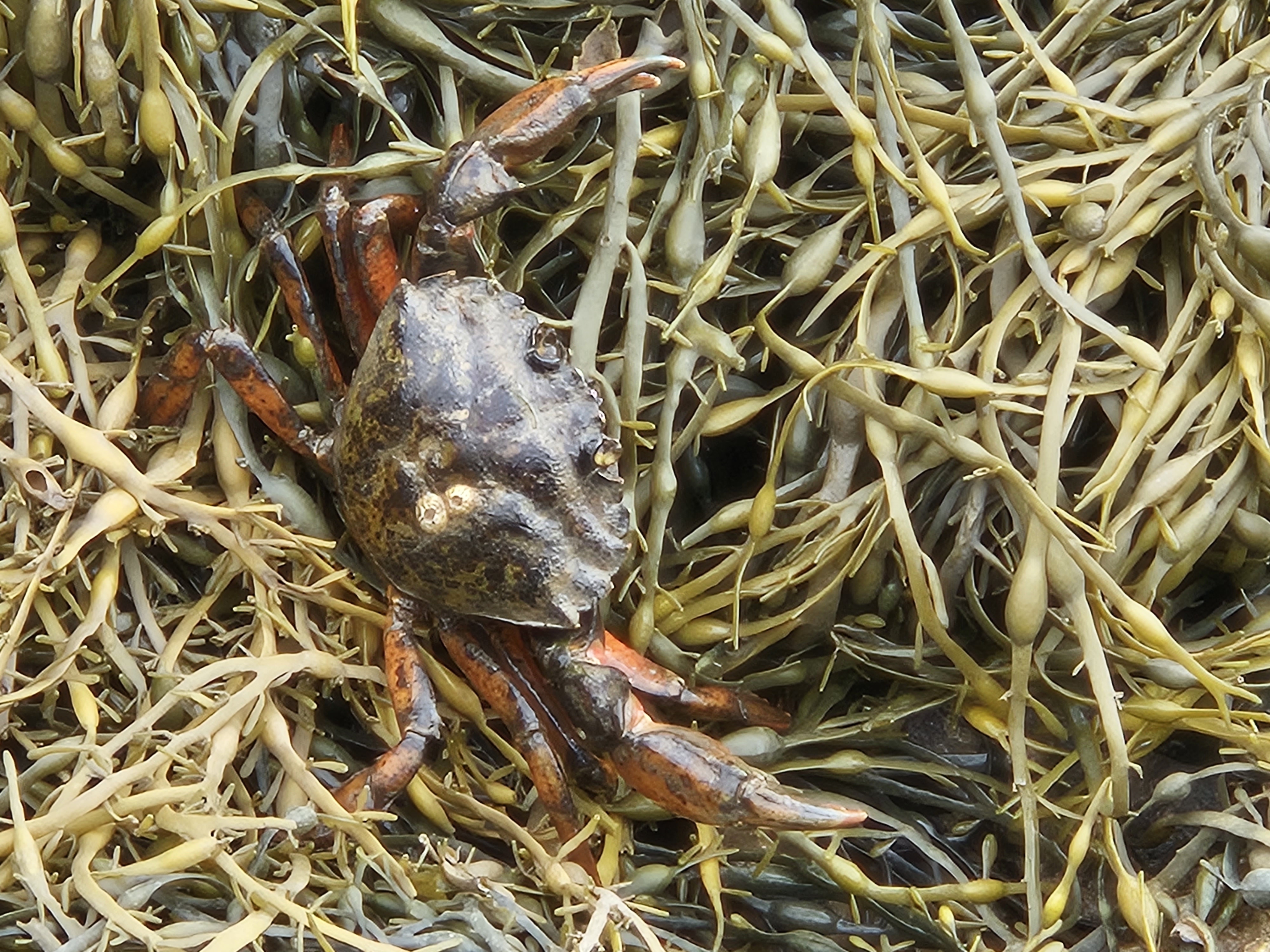 Crabs hiding in the grass of Maine