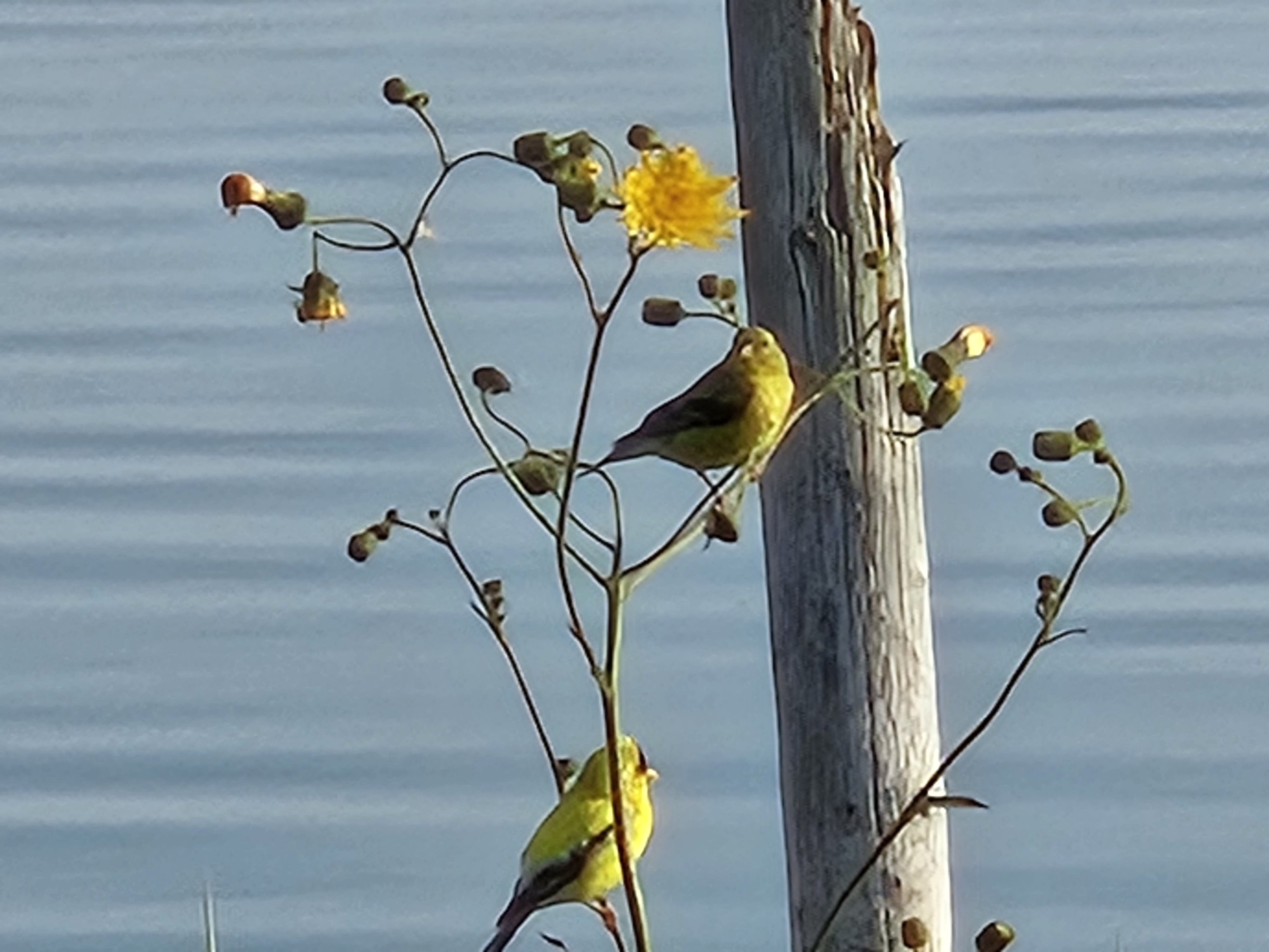 Songbirds along the Maine coast