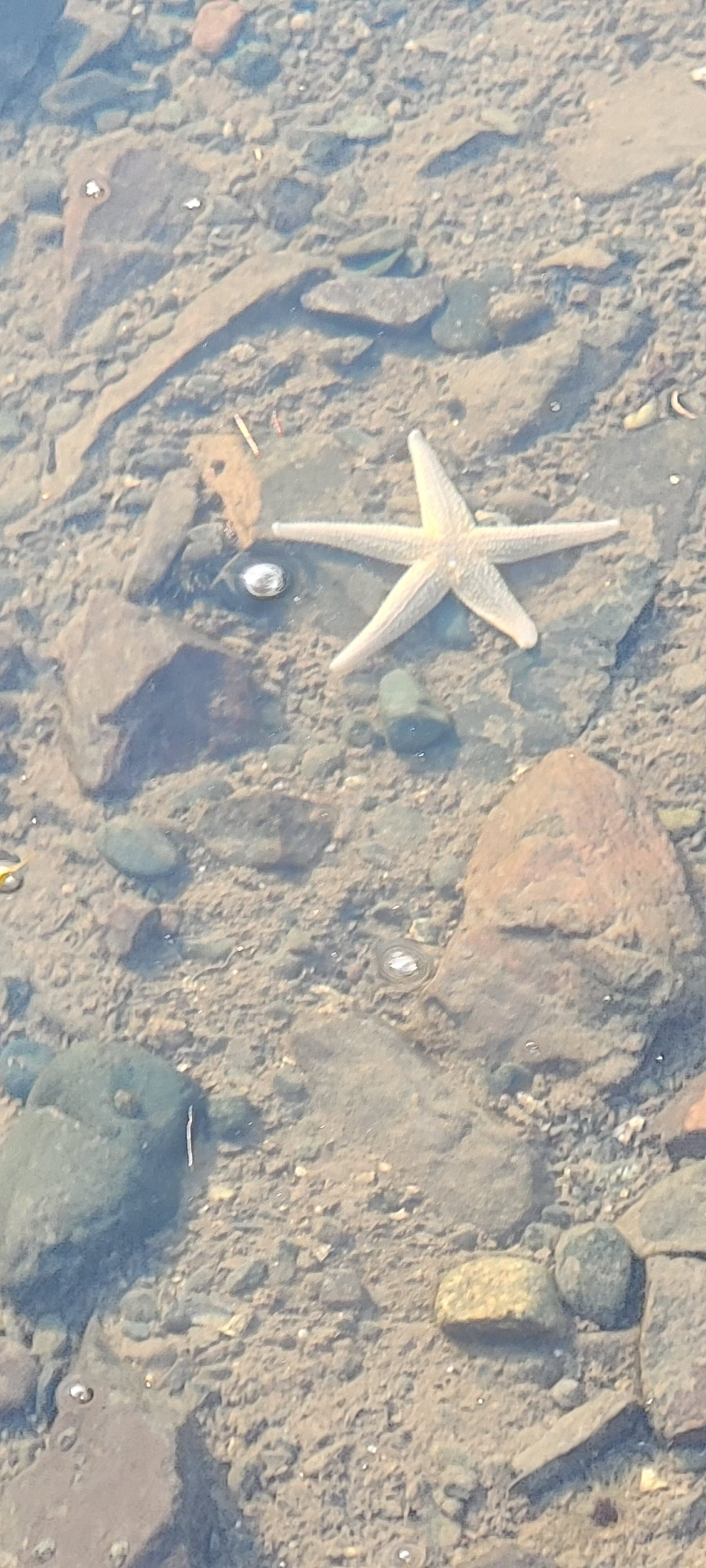 Starfish viewing from the dock in Maine