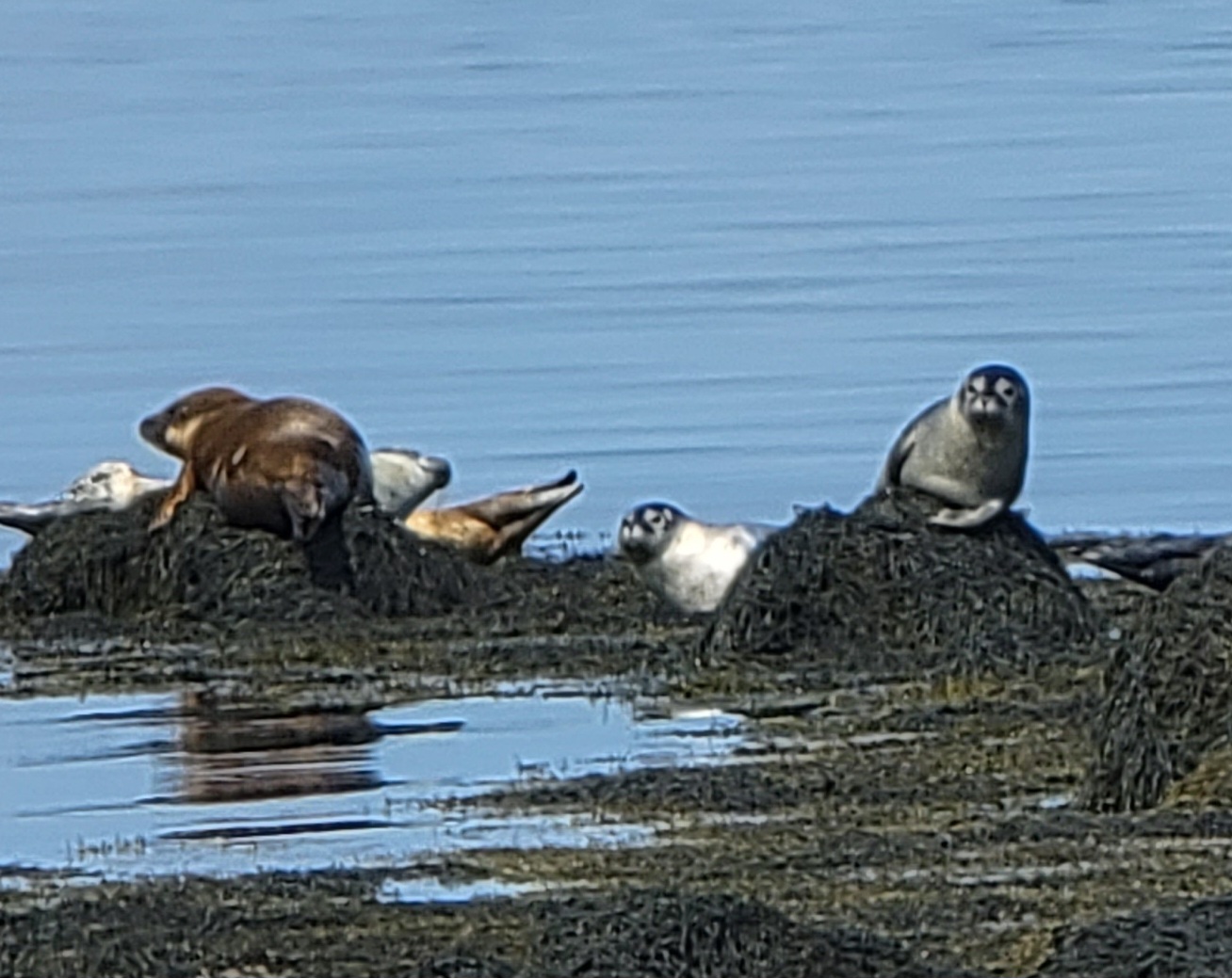 Sea Lions in the Atlantic Ocean outside of Eastport Maine